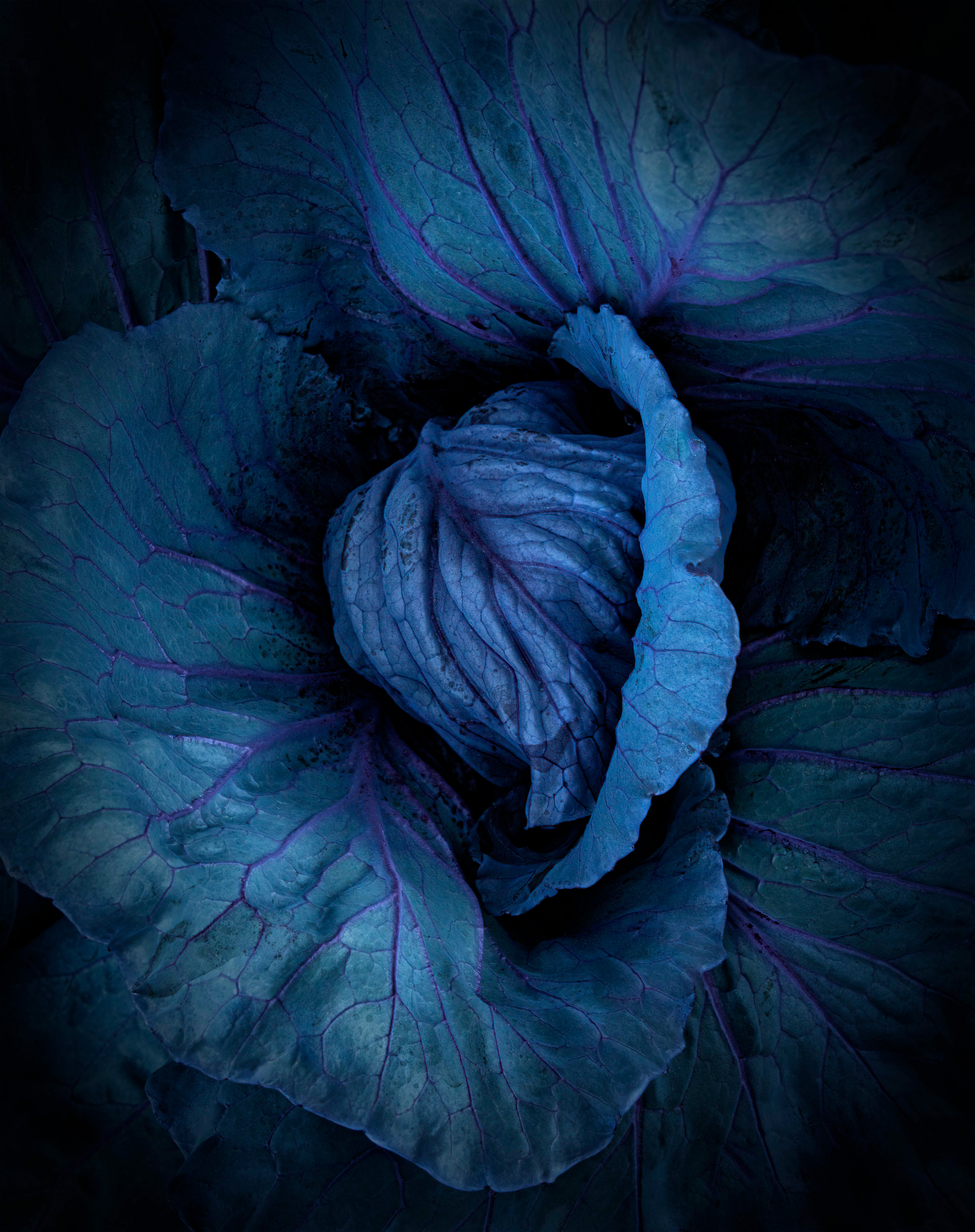 Purple Cabbage