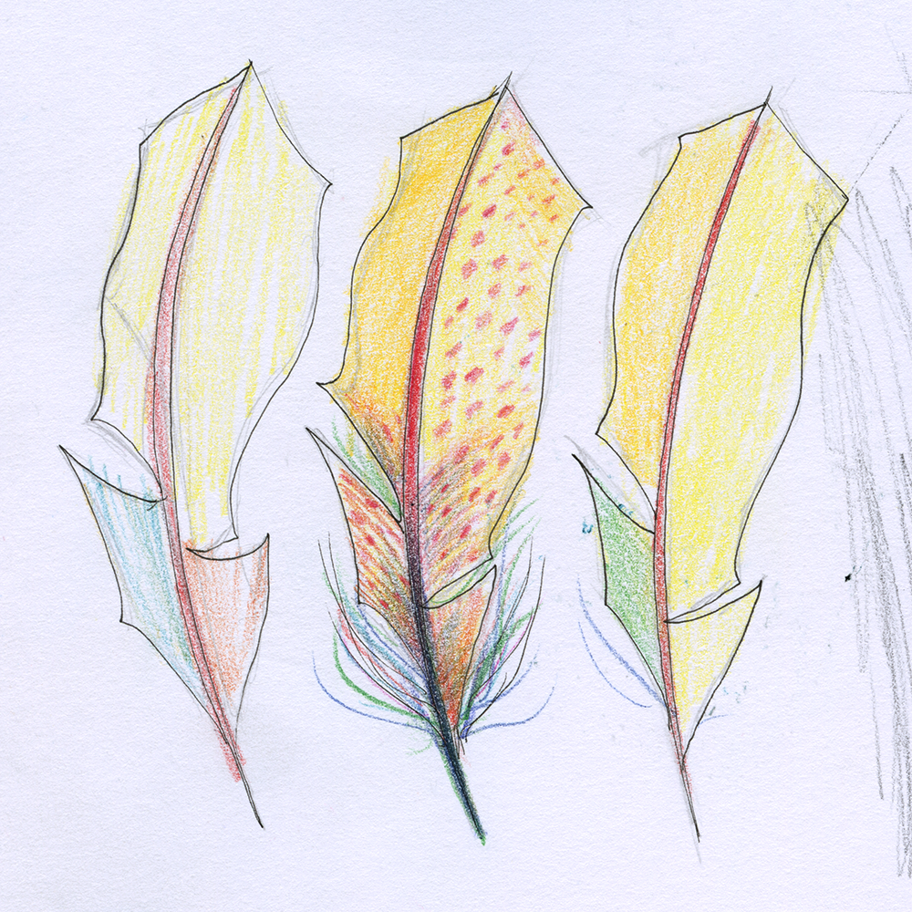 Feather Sketches • Ink & Prismacolor Pencils