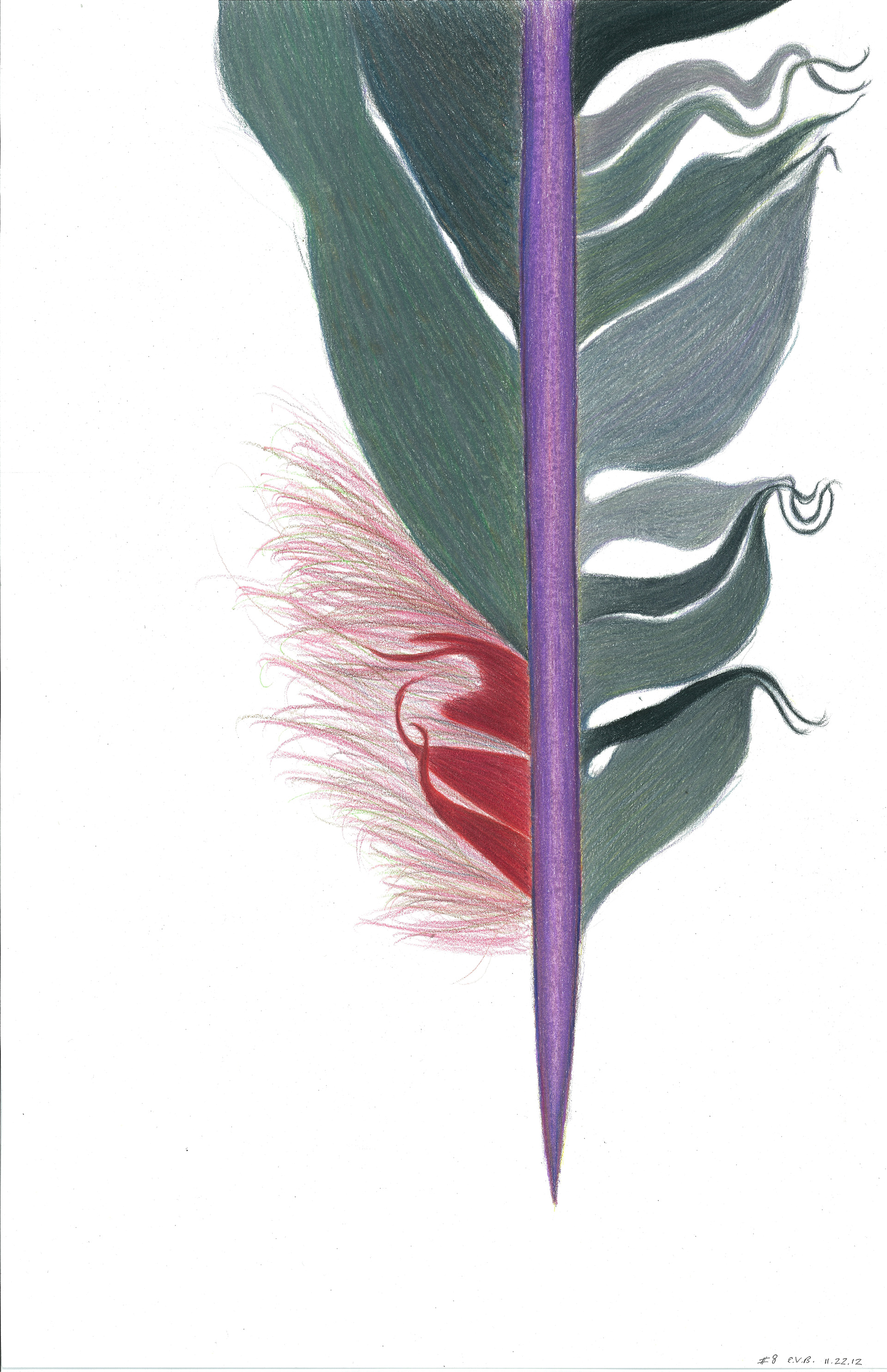 Feather #8 • Prismacolor Pencils • 9" x 17"