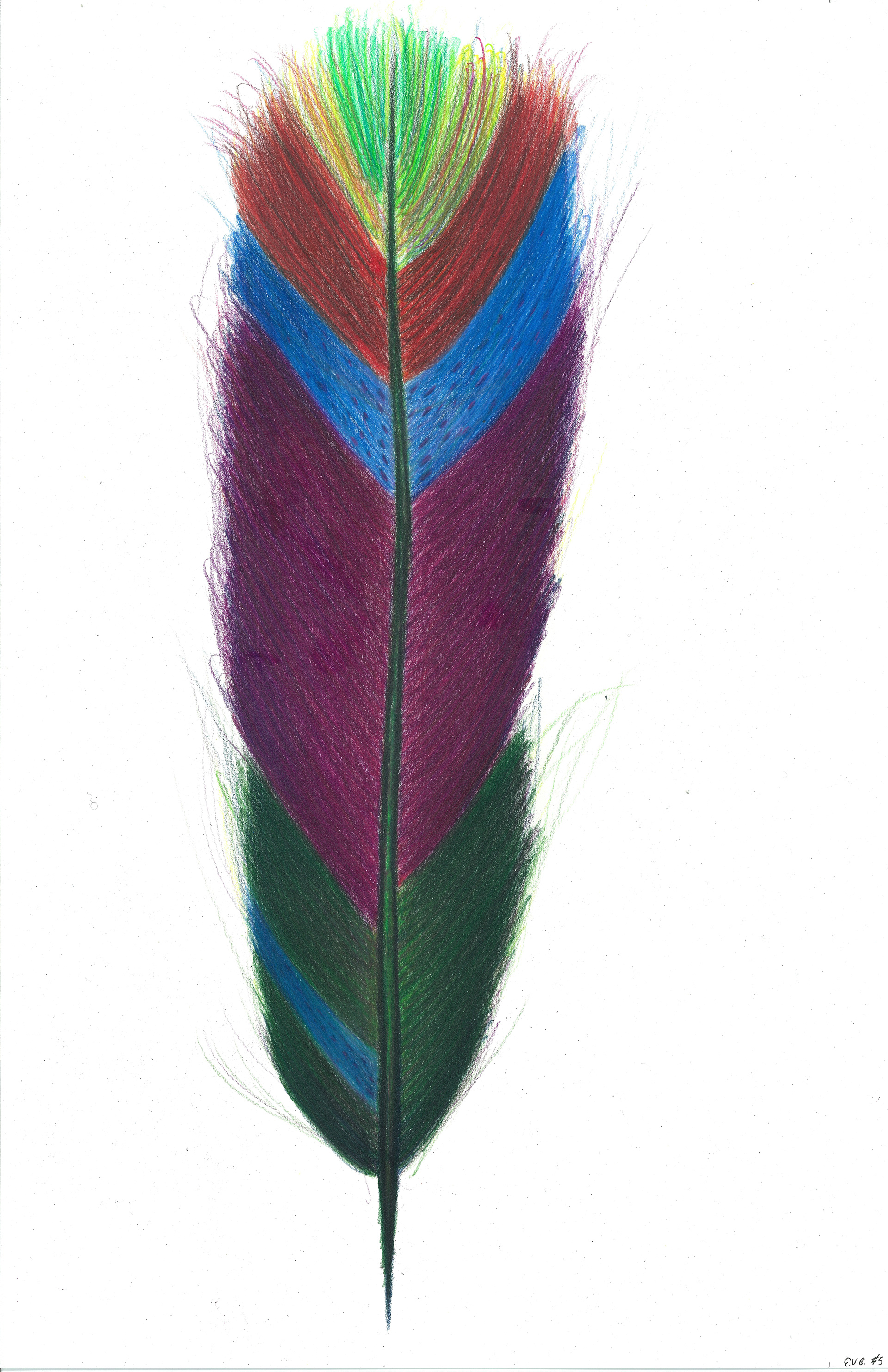 Feather #5 • Prismacolor Pencils • 9" x 17"