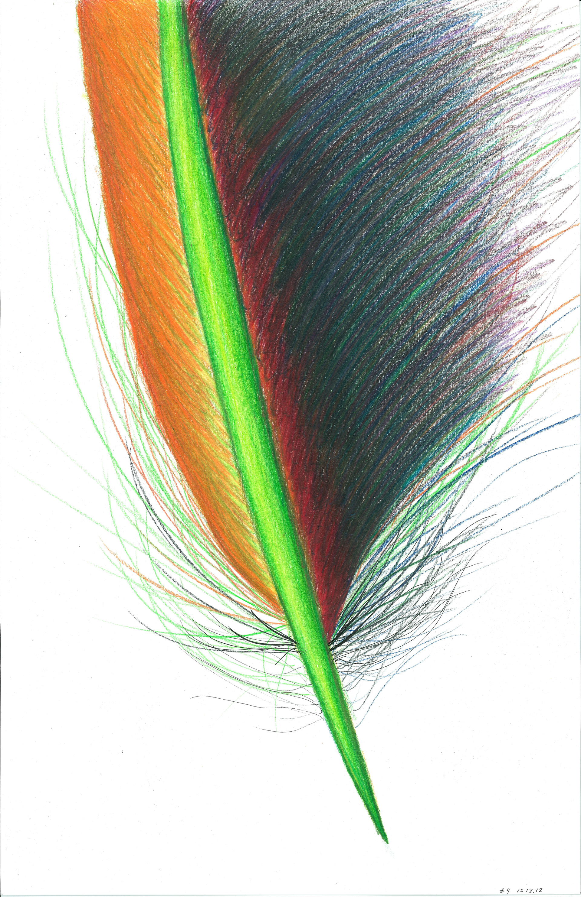Feather #9 • Prismacolor Pencils • 9" x 17"