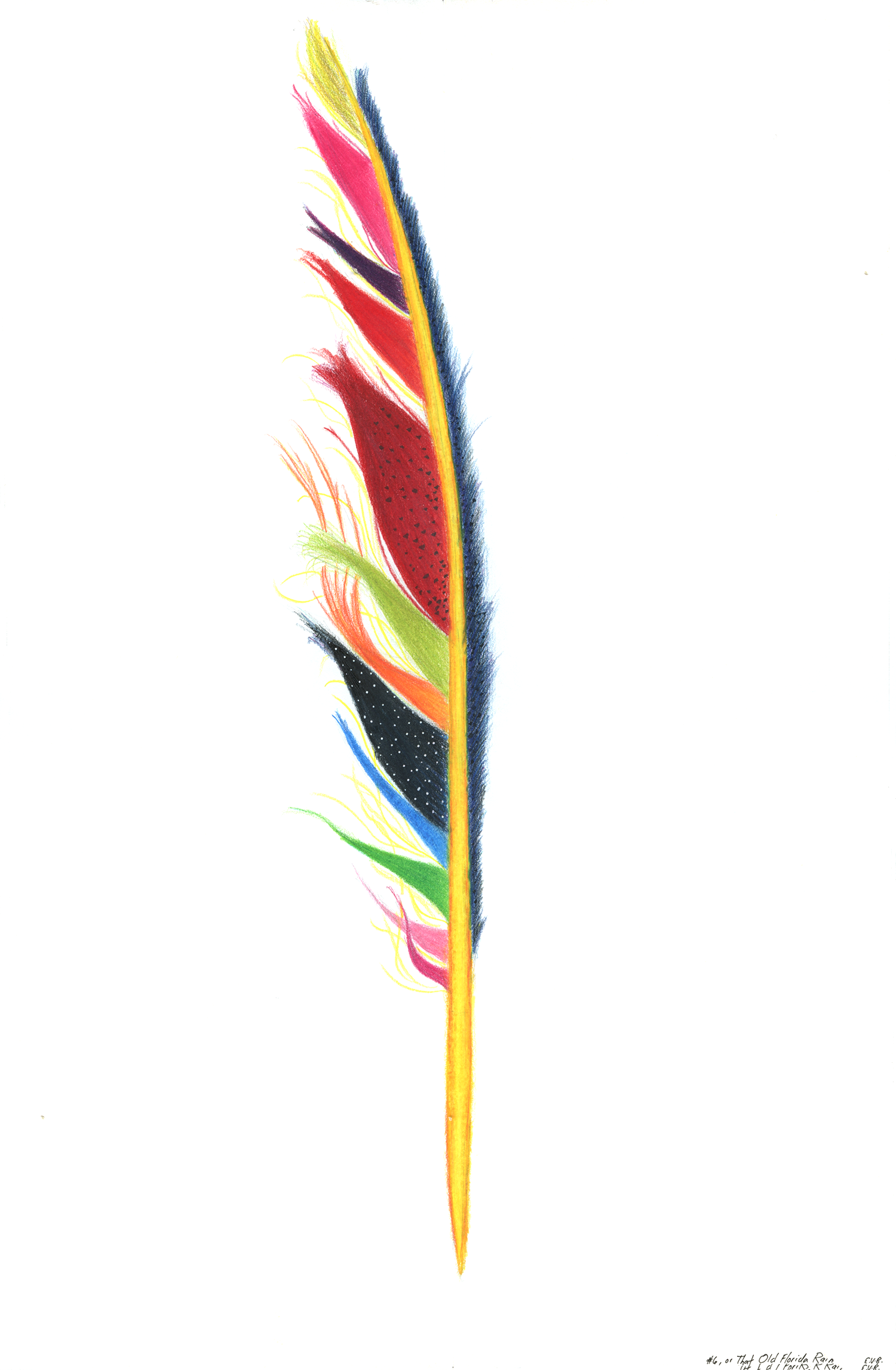 Feather #6 • Prismacolor Pencils • 9" x 17"