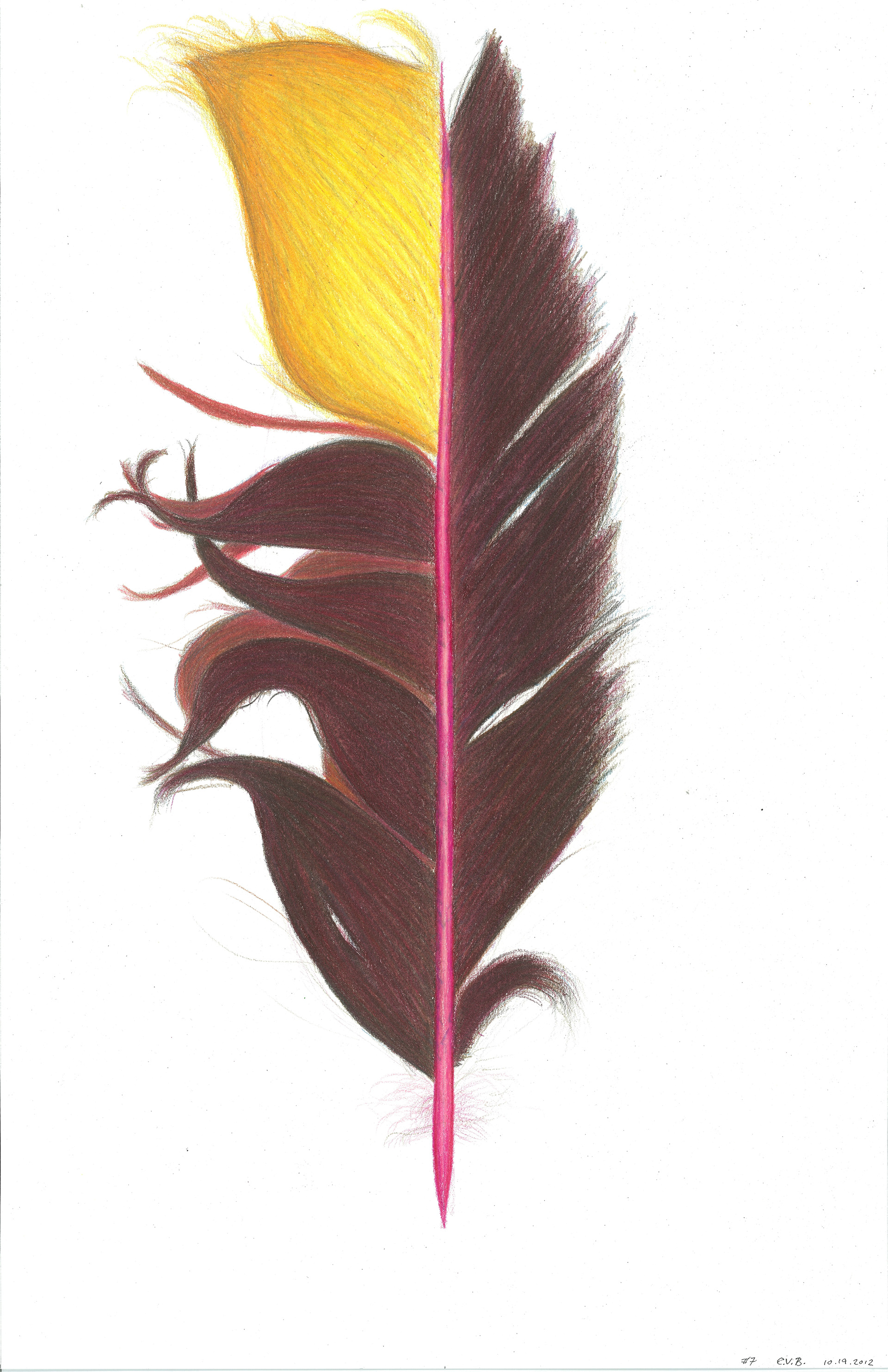 Feather #7 • Prismacolor Pencils • 9" x 17"