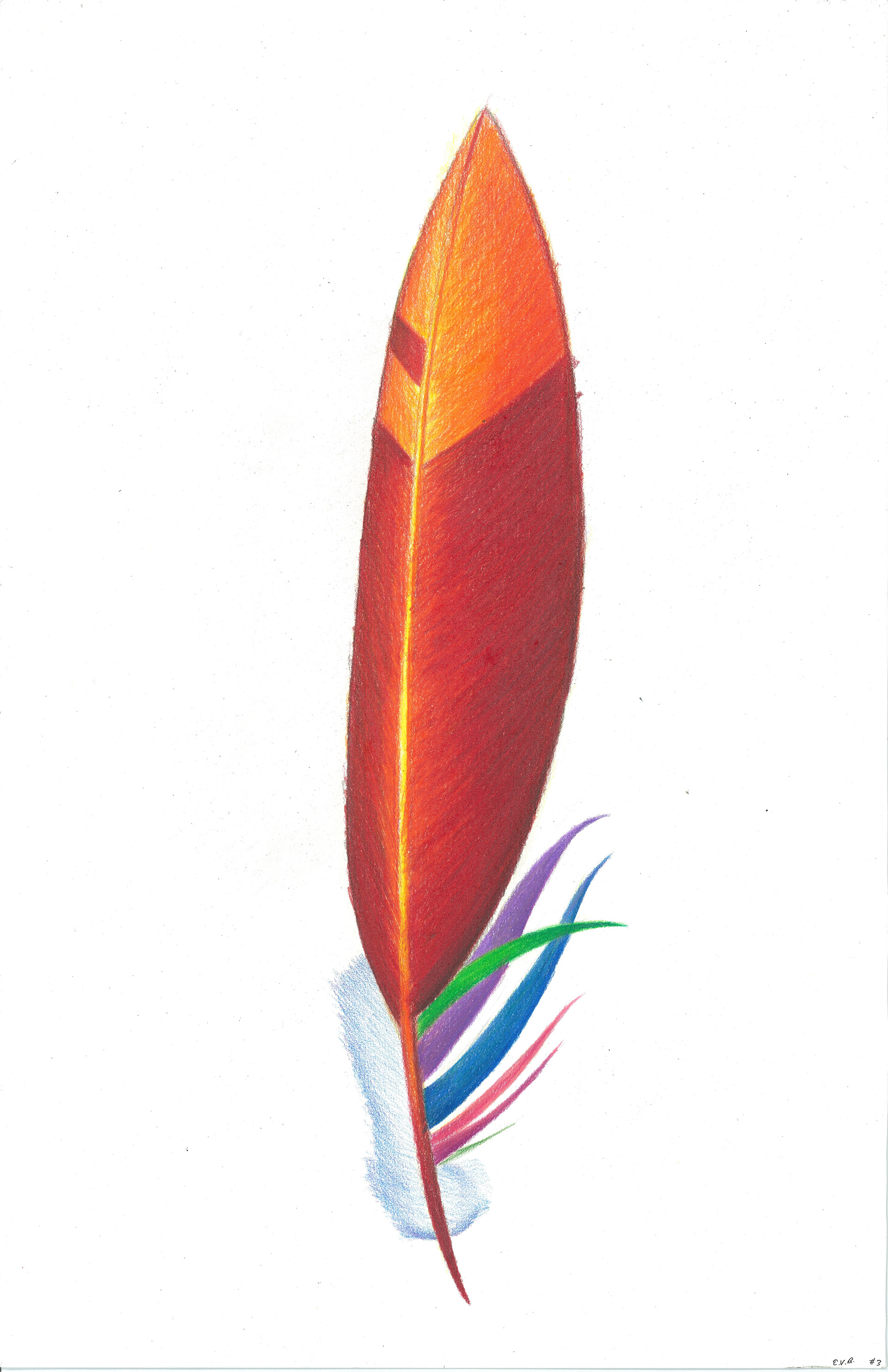 Feather #3 • Prismacolor Pencils • 9" x 17"