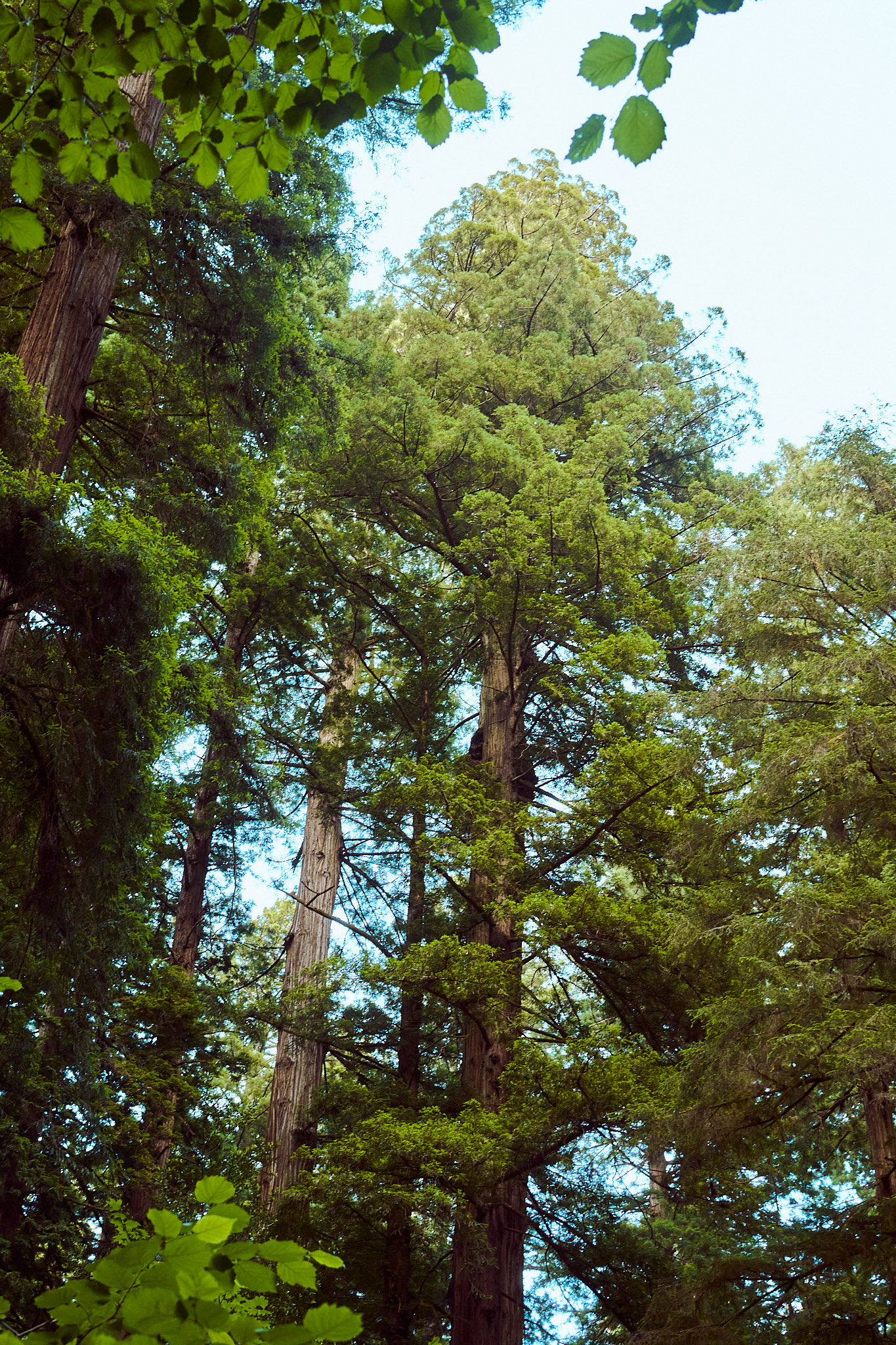 Redwoods, Northern California, 2023
