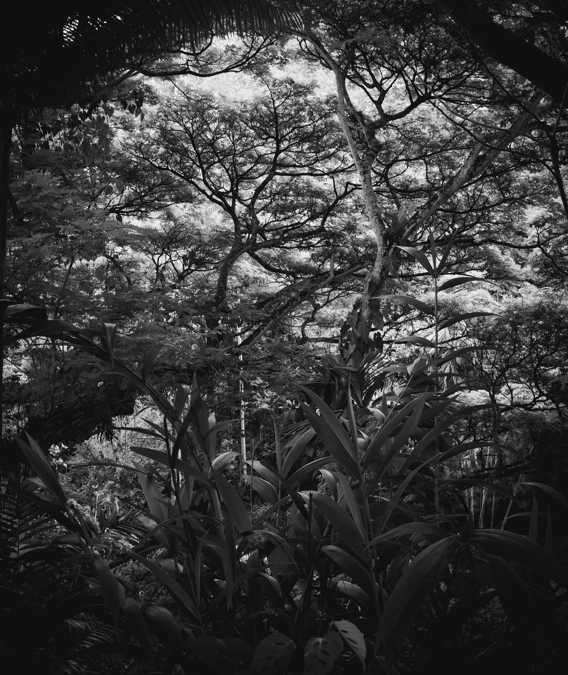 Botanical Gardens, Kauai 2024