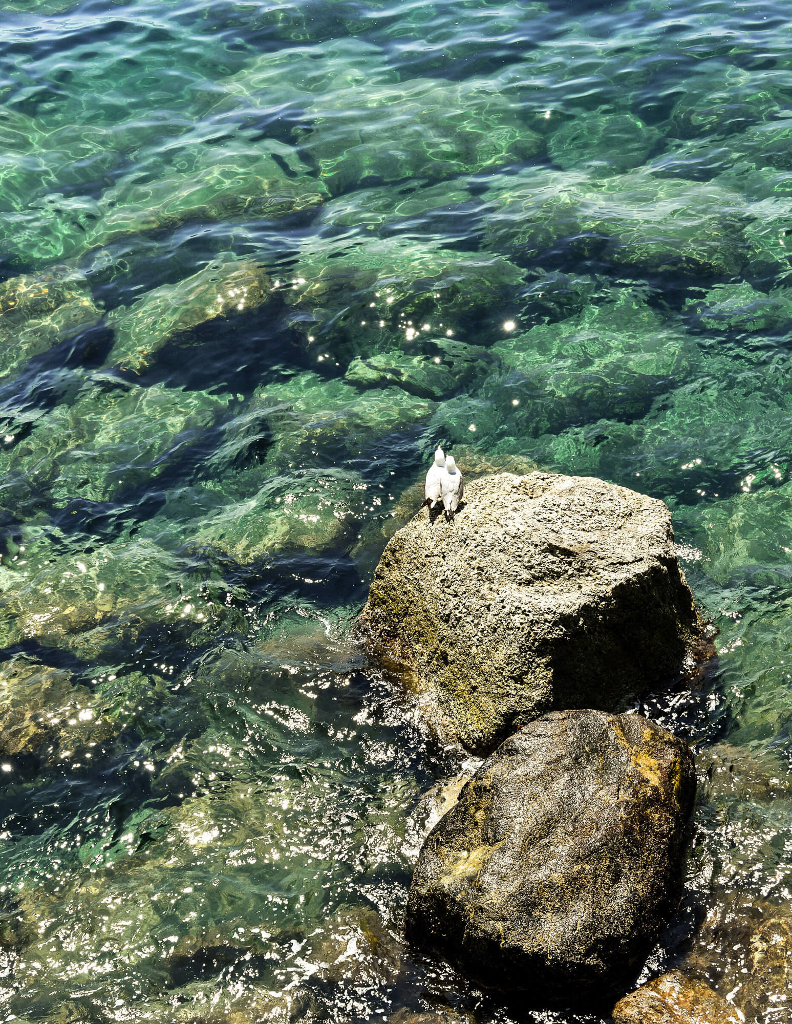 Seagulls in Monterosso, Italy 2019