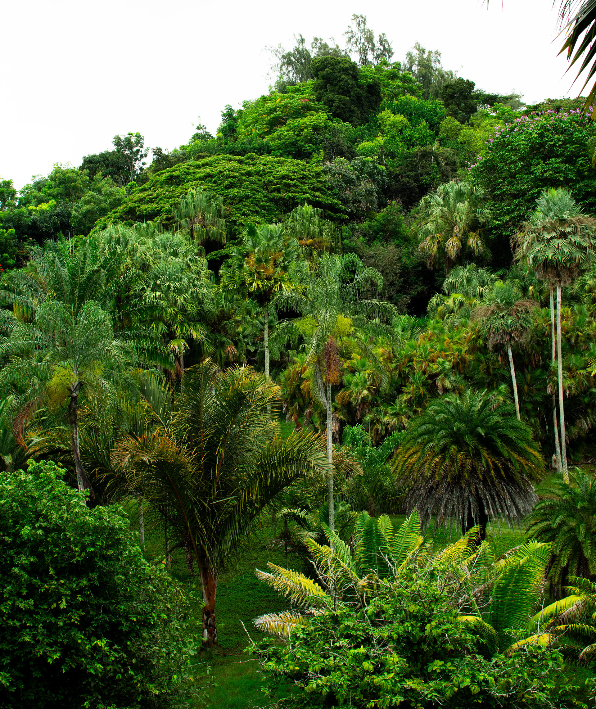 Botanical Gardens, Kauai 2024
