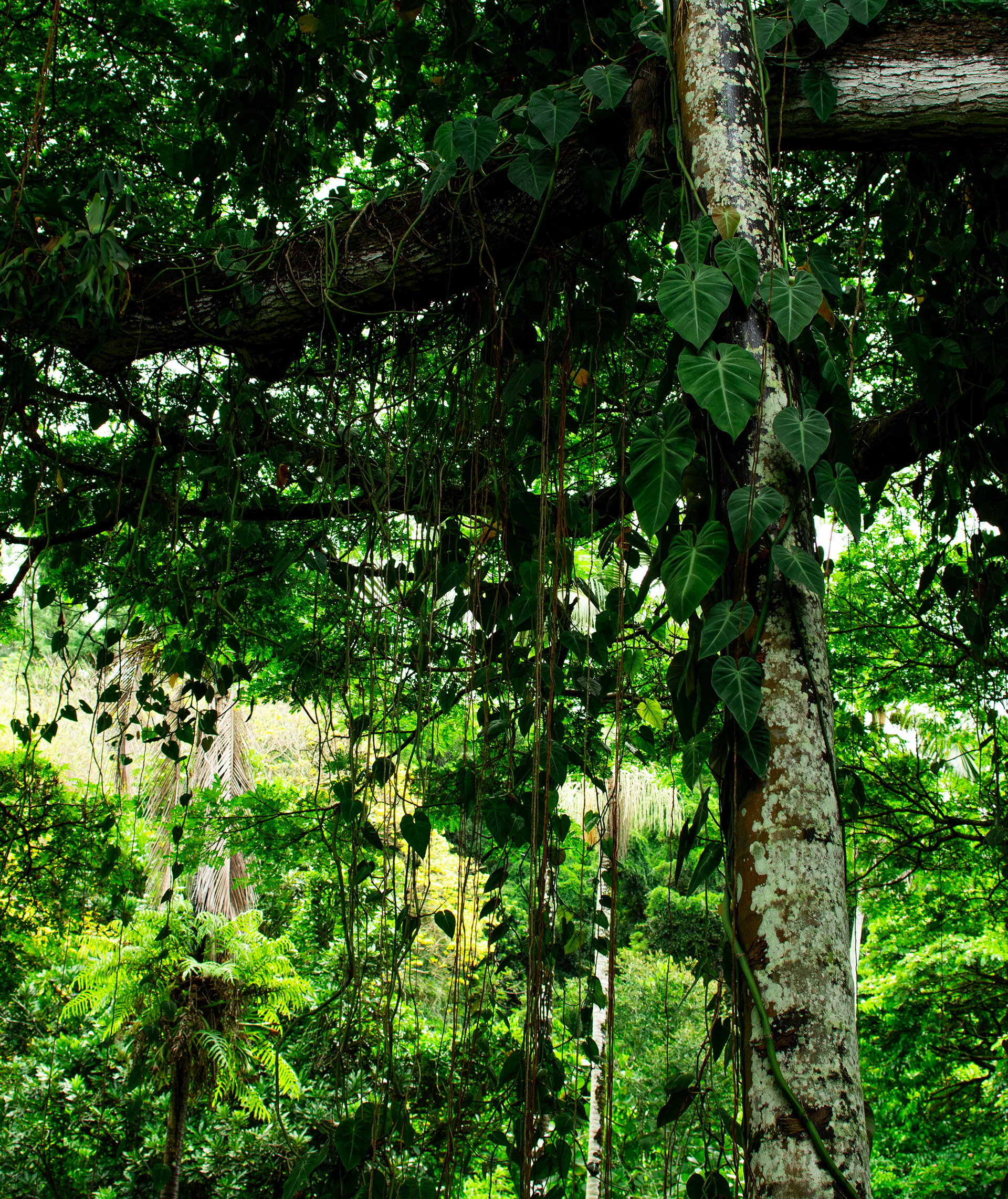 Botanical Gardens, Kauai 2024