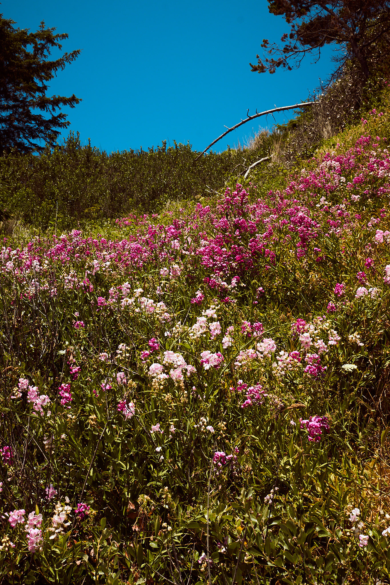 Sweet Peas by The Sea, Oregon 2023