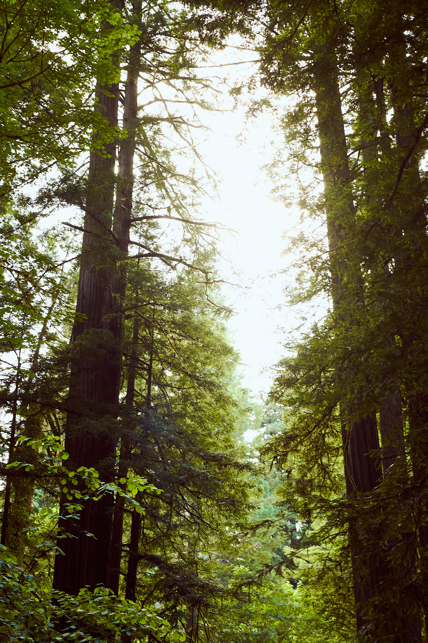 Redwoods, Northern California, 2023