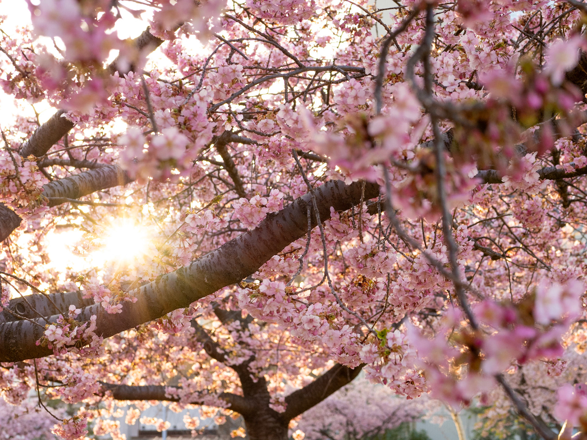 Utsunomiya Castle Ruins