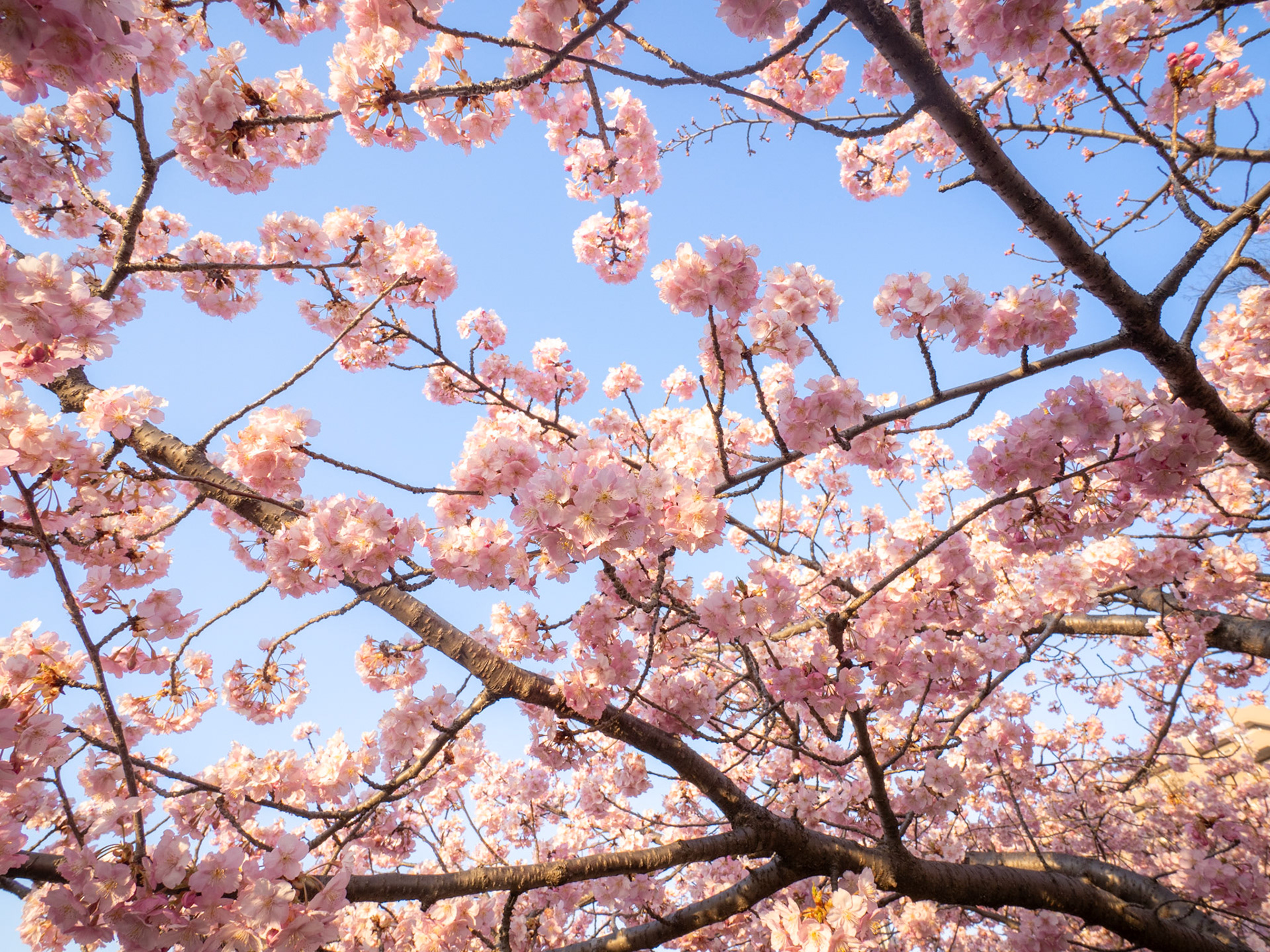 Utsunomiya Castle Ruins