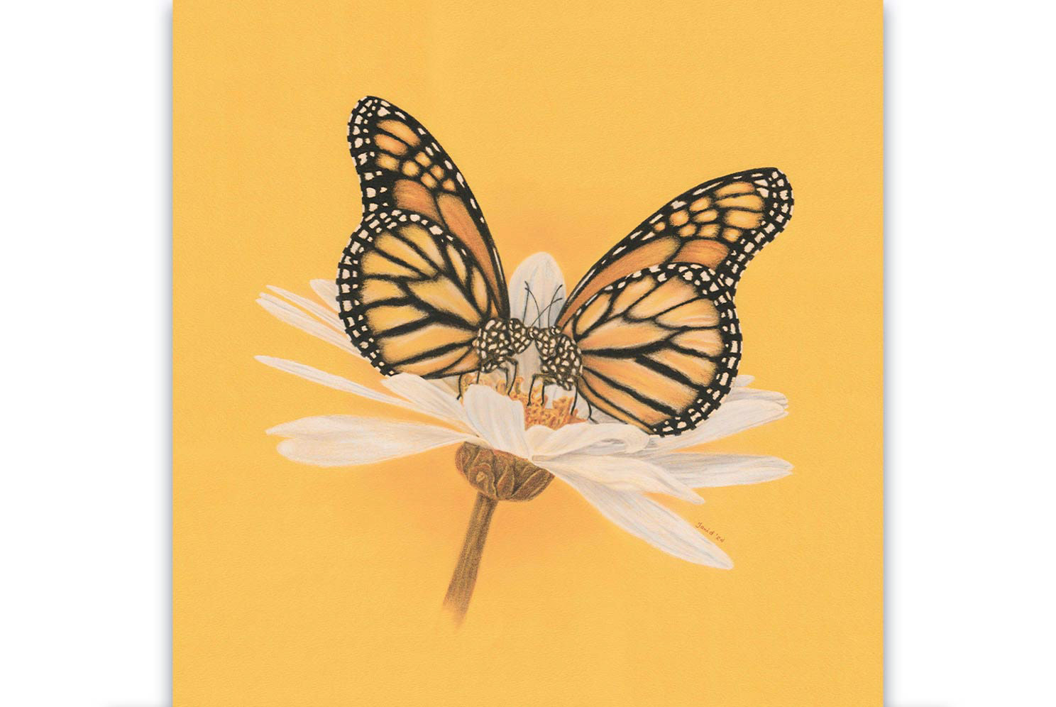 Dibujo Realista Original, dos Mariposas Monarca juntas sobre una flor, especie en peligro de extinción, Lápiz pastel, artista Janid Alfaro