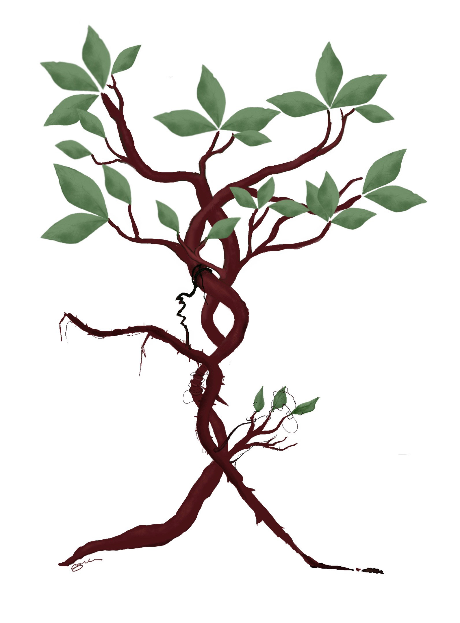 Tree of my Life