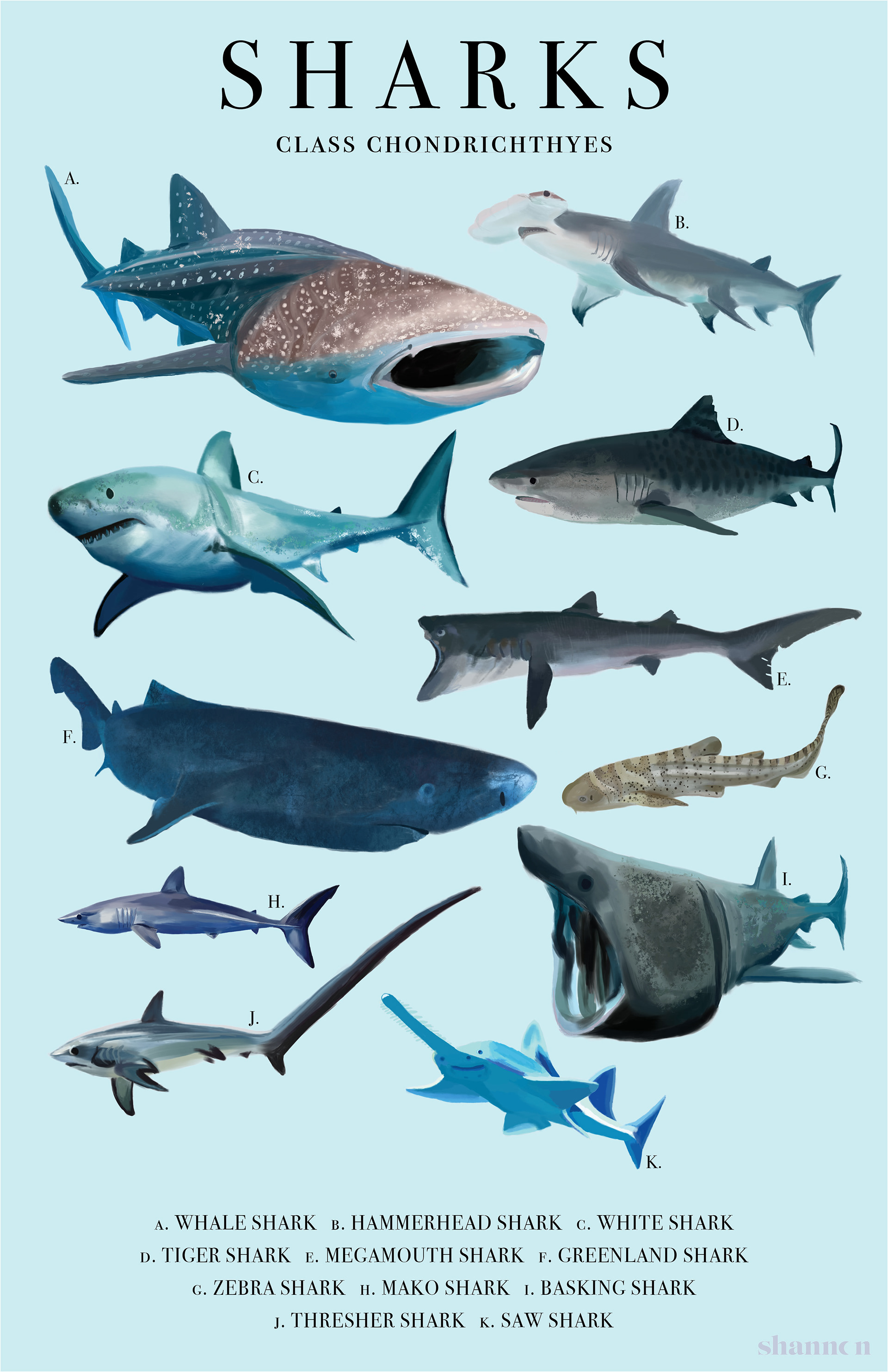a poster design with a blue background featuring a variety of sharks with their scientific names