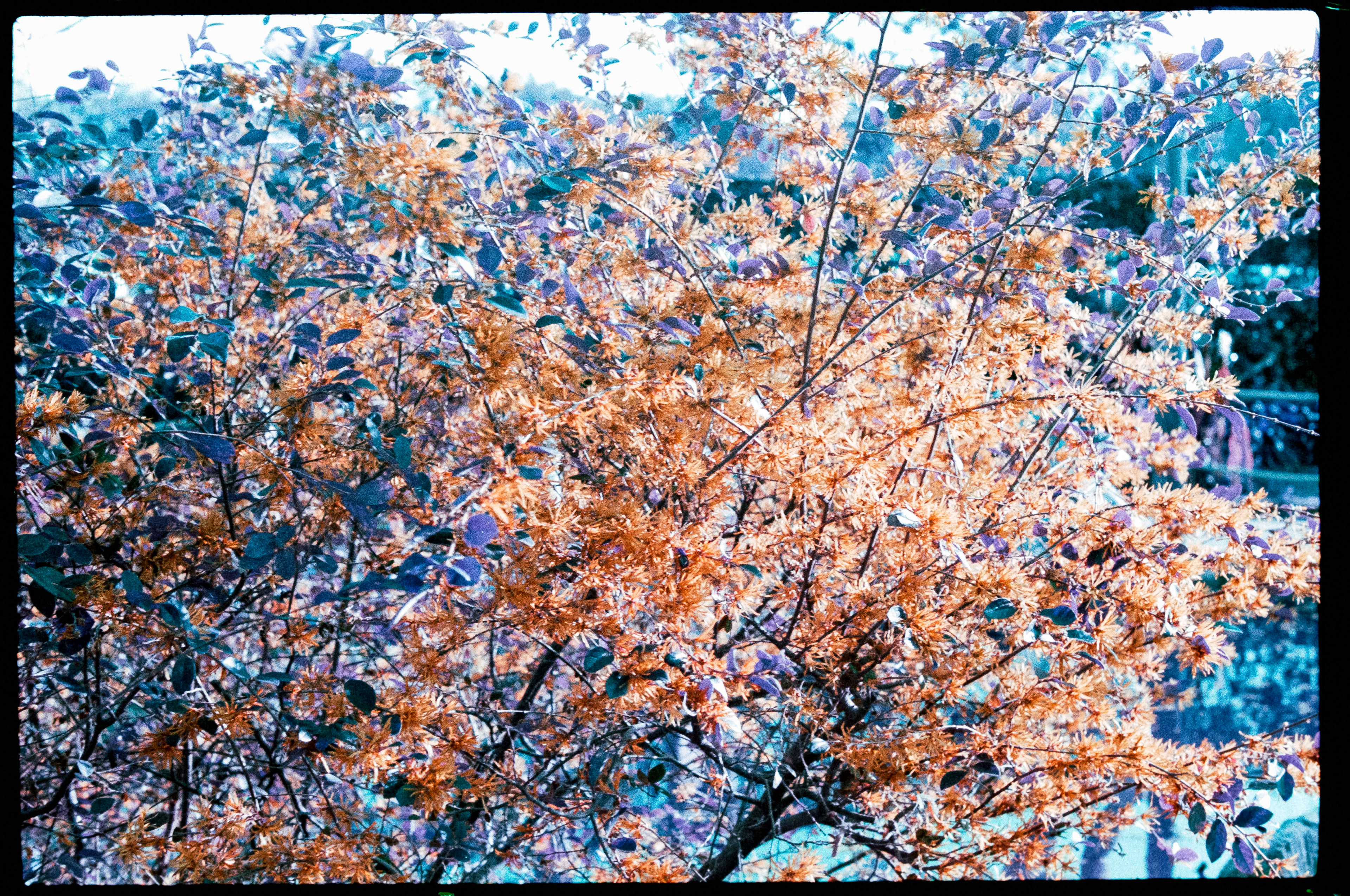 2022, shot on Lomography Purple film