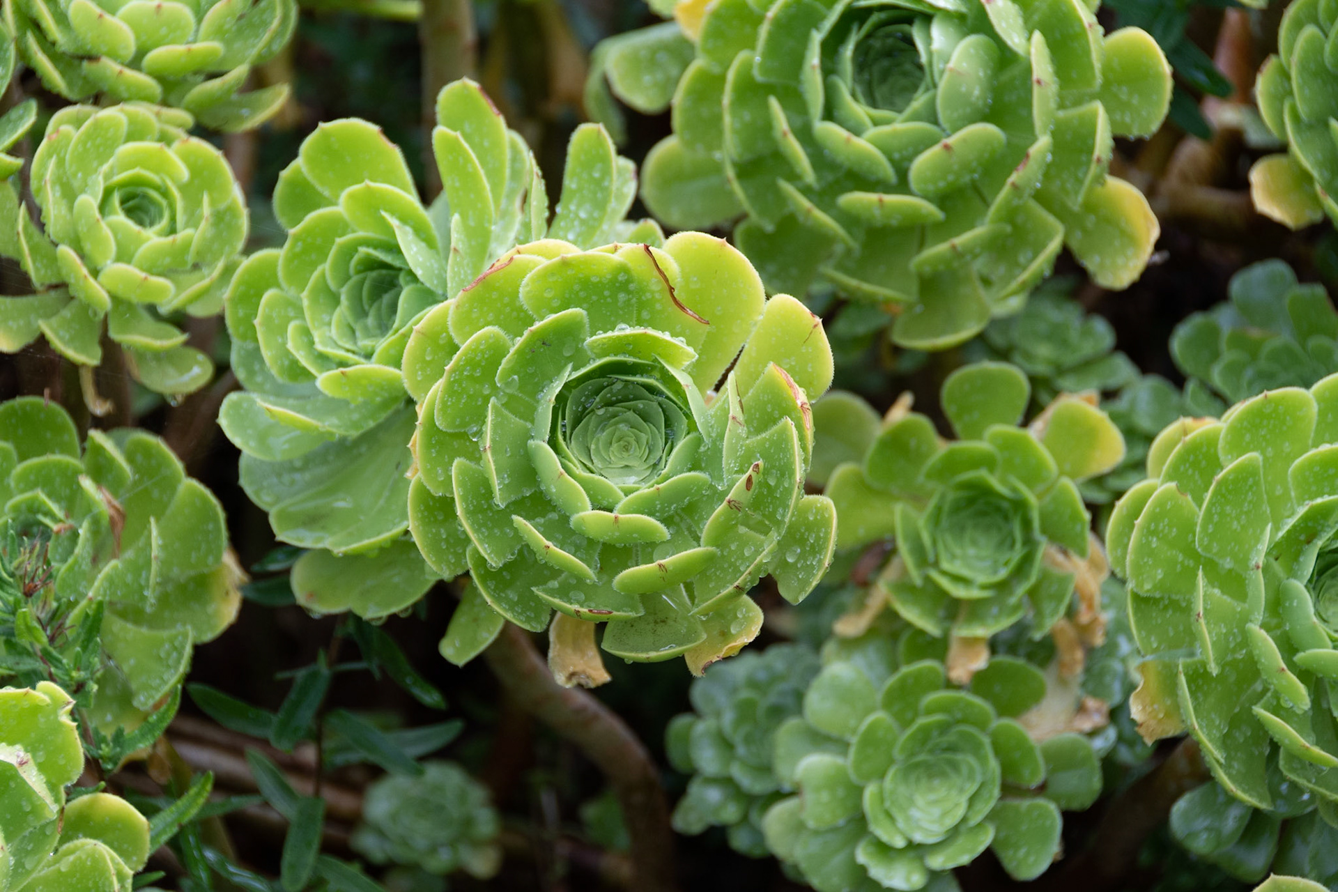 Candie Garden
