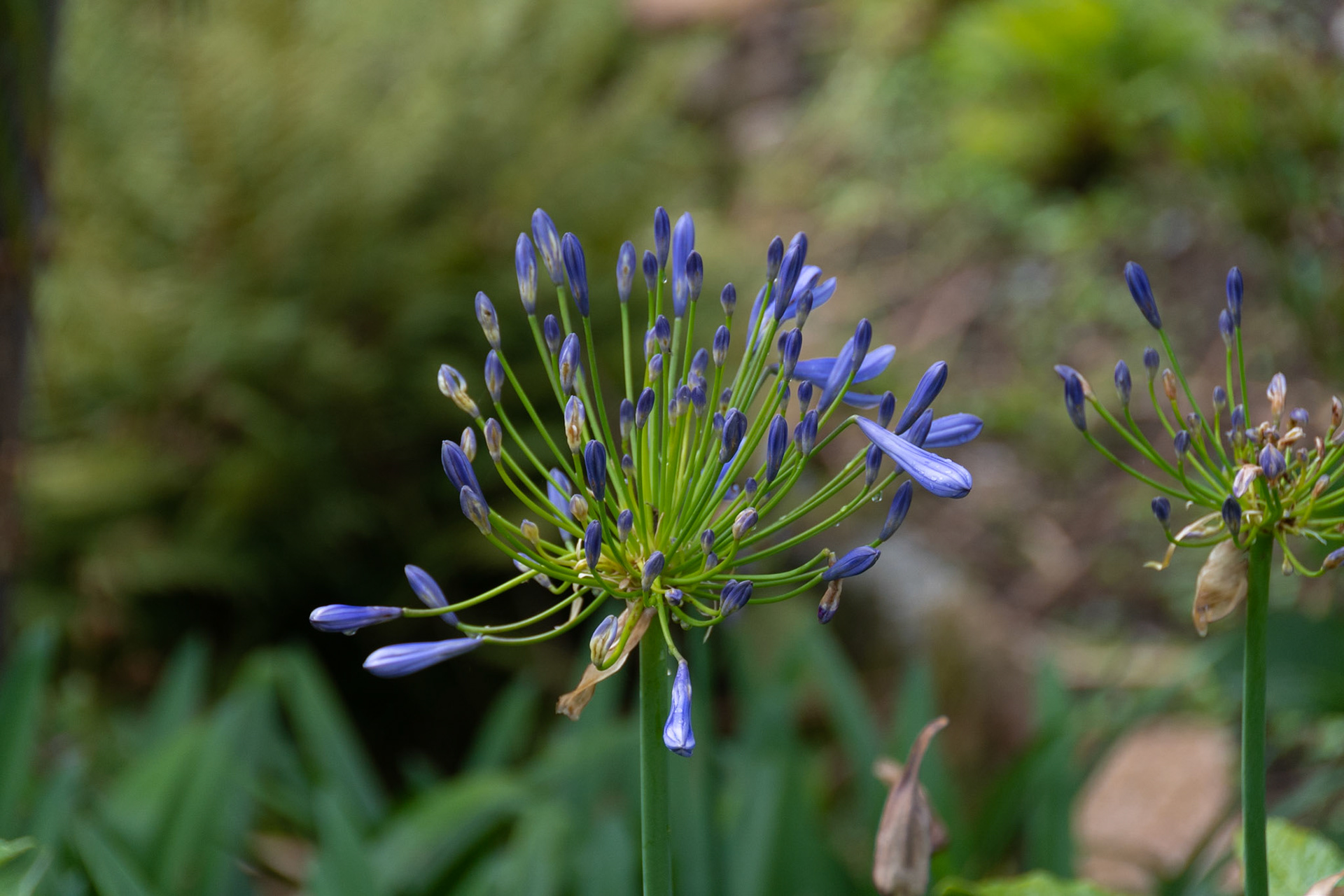 Candie Garden