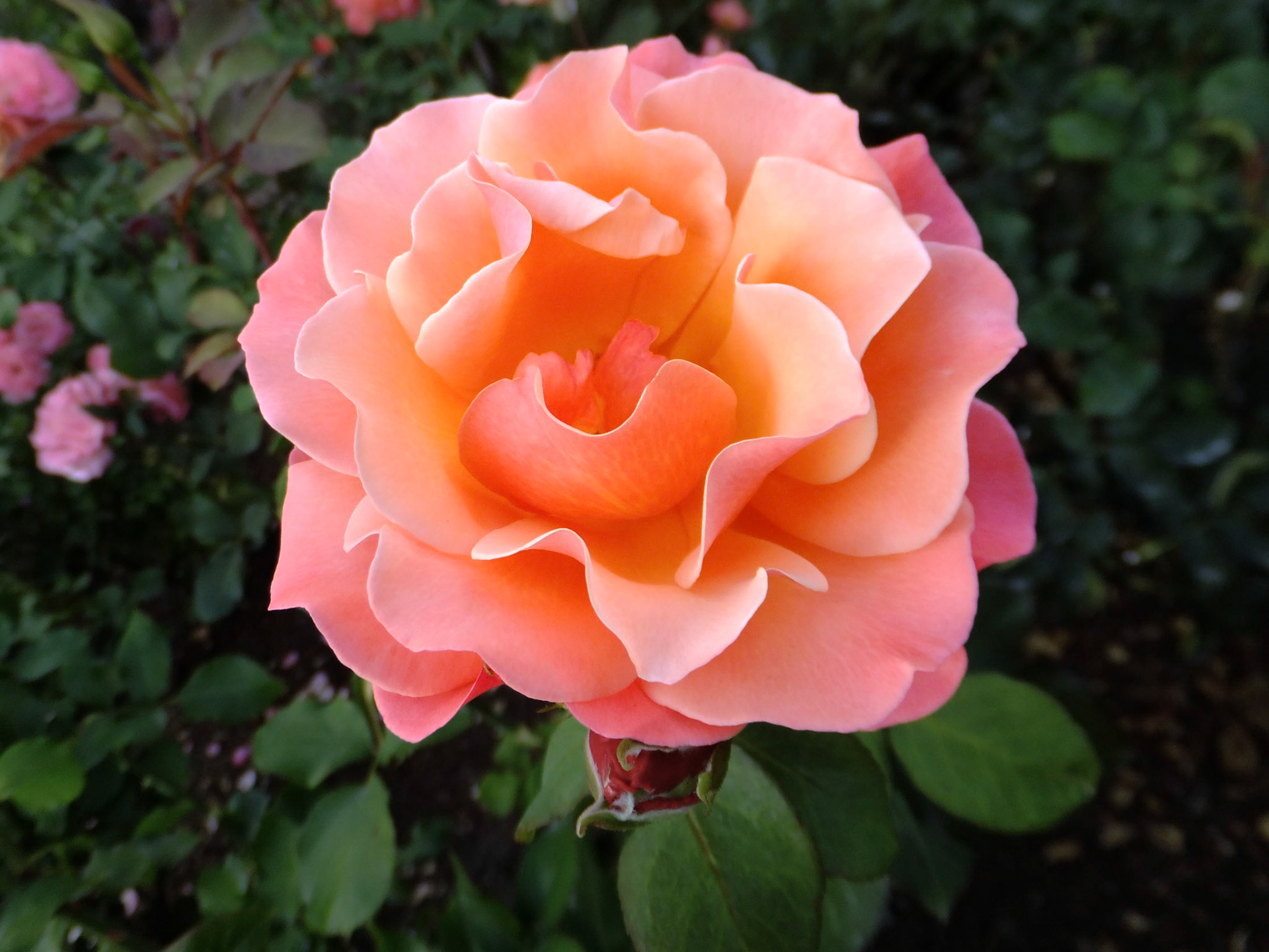 International Rose Test Garden