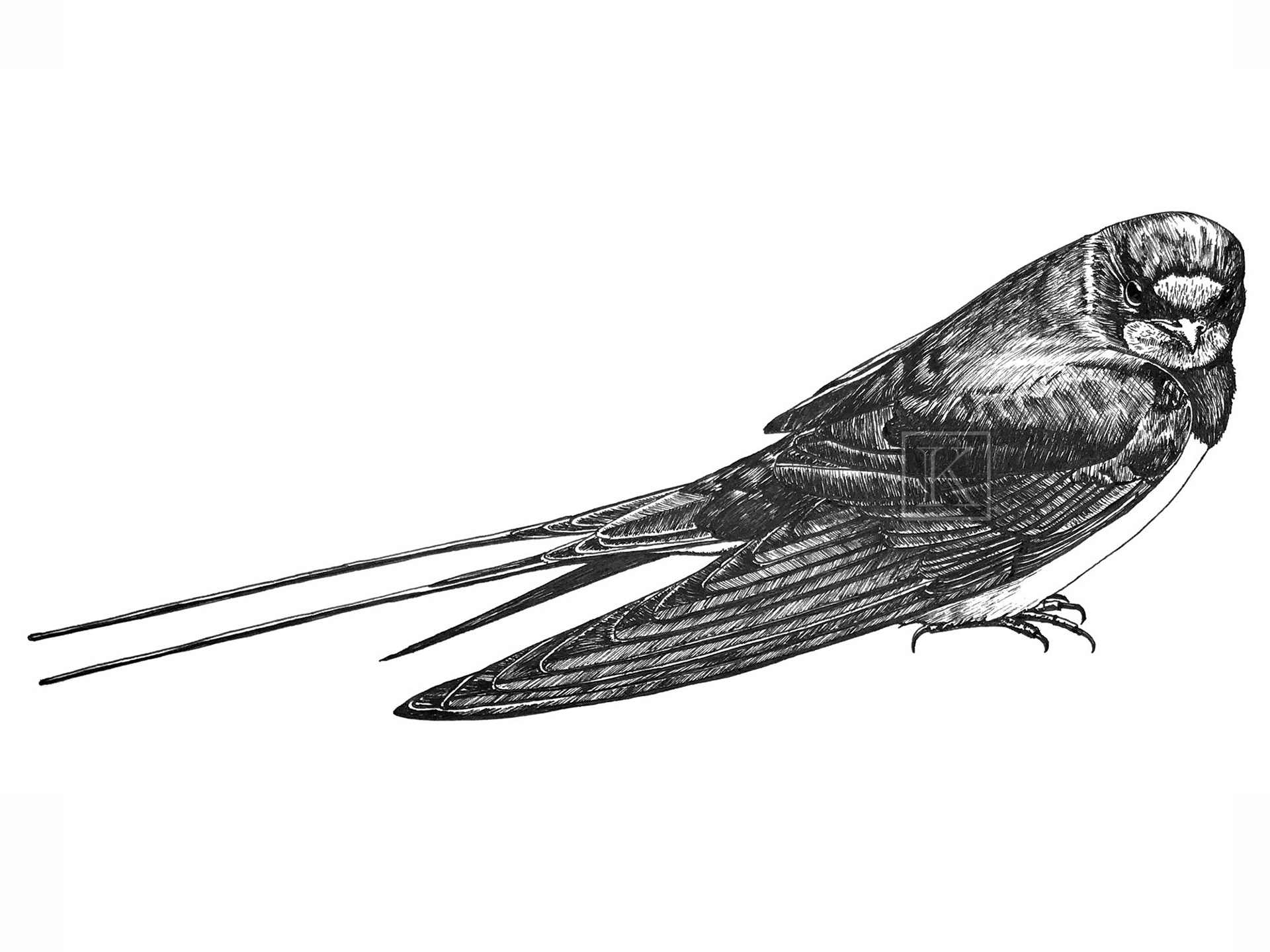 𝑯𝒊𝒓𝒖𝒏𝒅𝒊𝒏𝒊𝒅𝒂𝒆 SWALLOW  KINGDOM: Animalia MEDIUM: Archival Ink on Cartridge