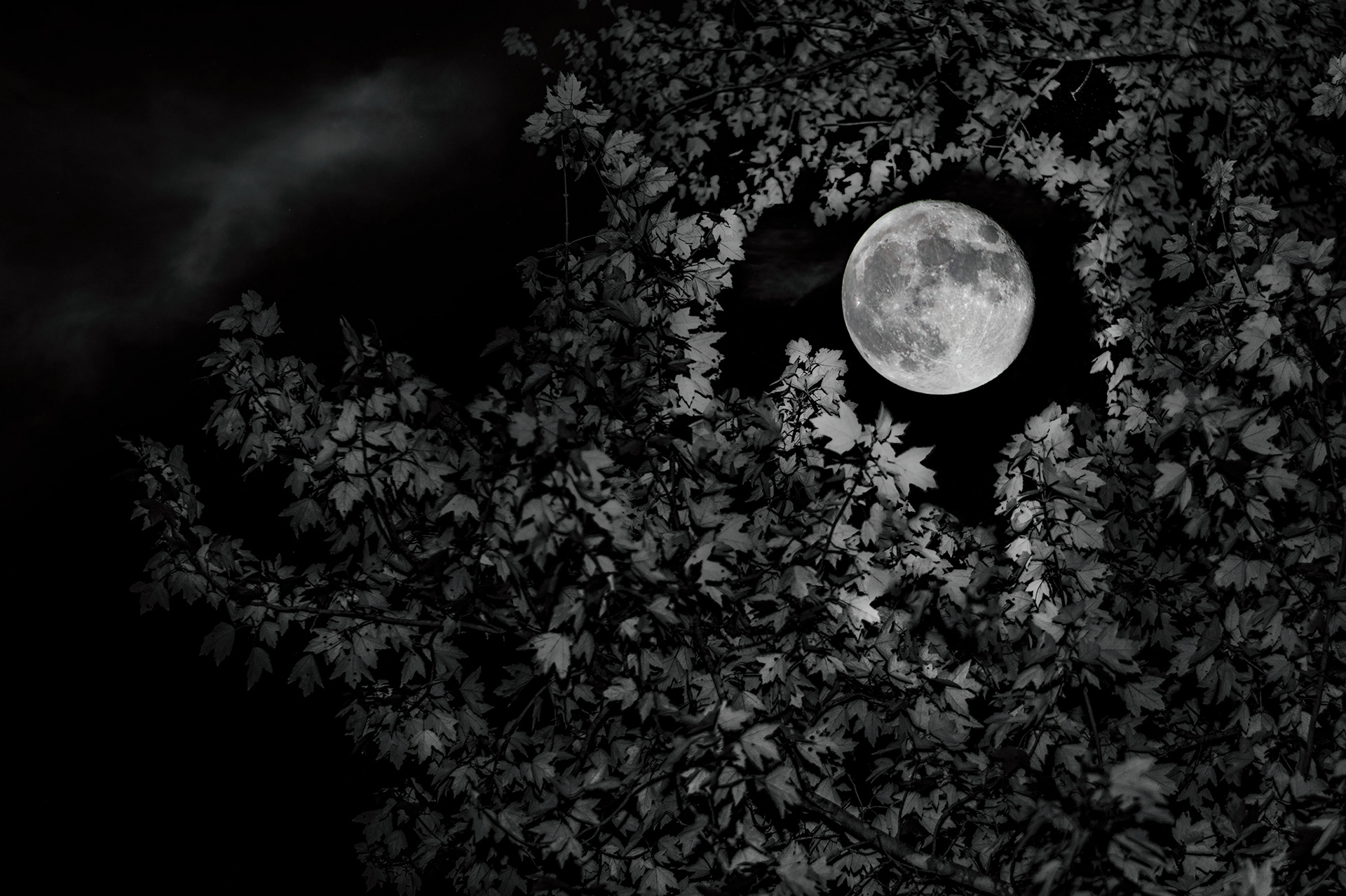 Full Moon Fibonacci