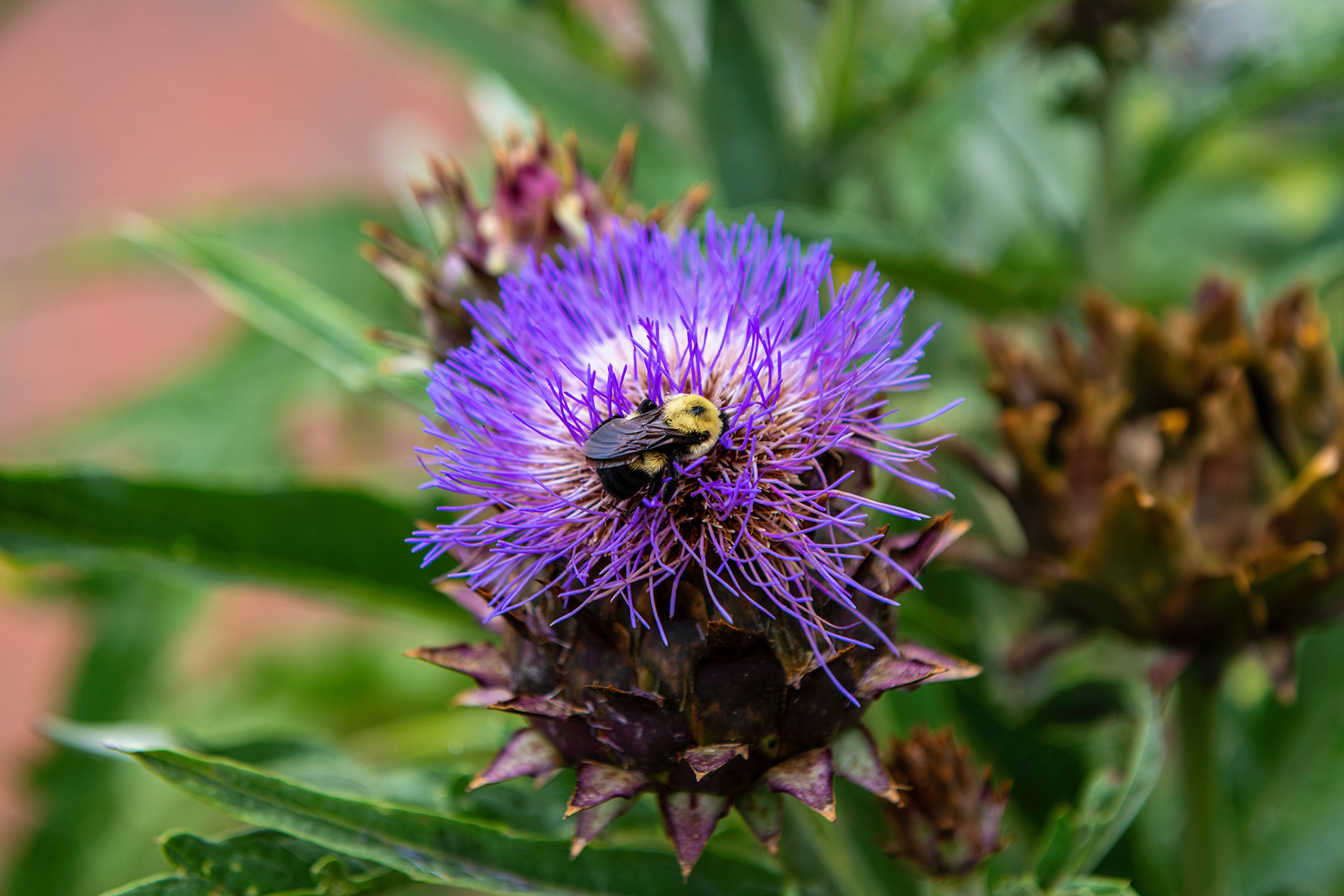 Bees, flowers, Botanical Garden