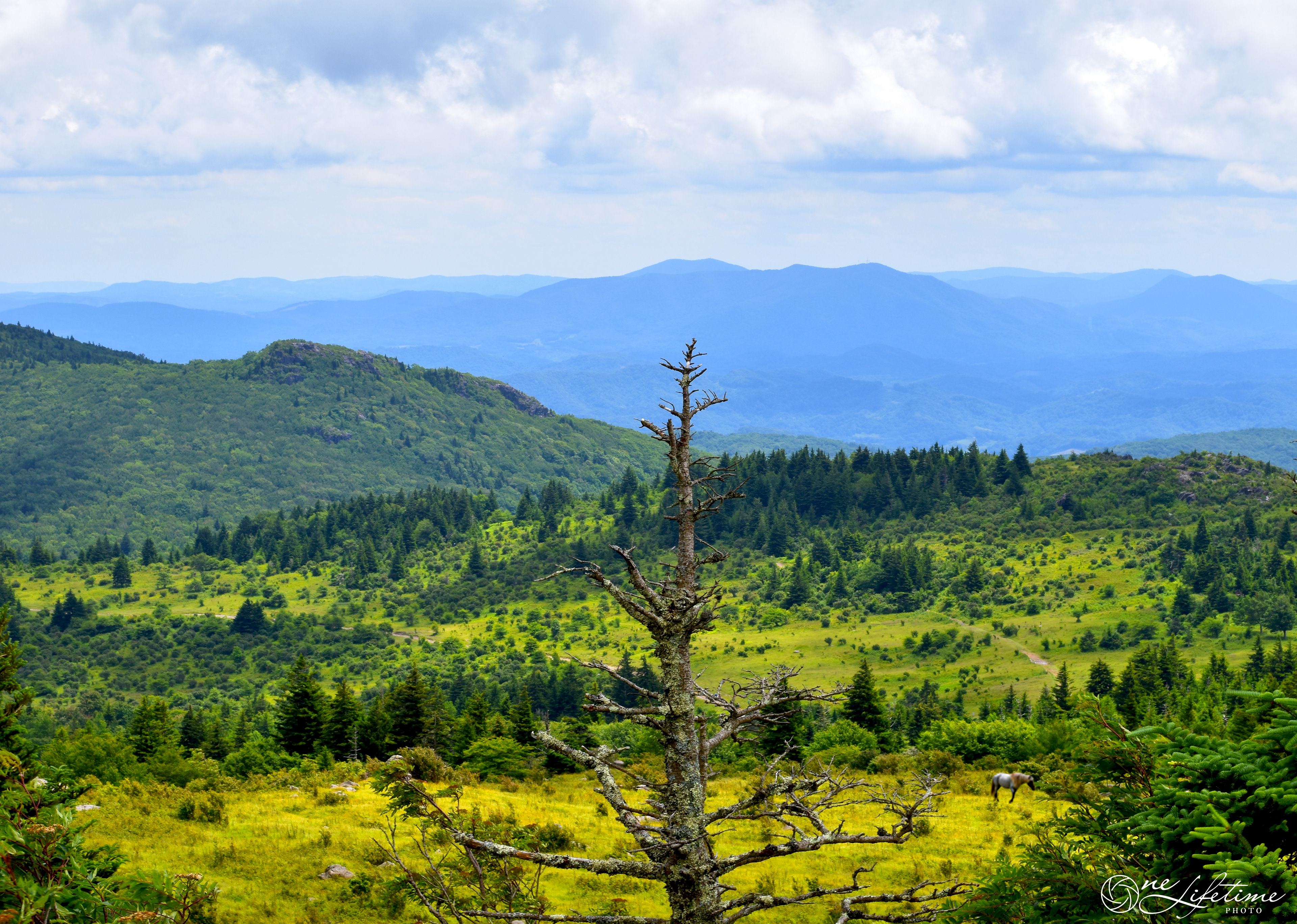 See the Forest
