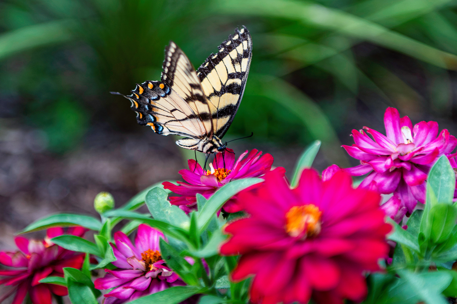 Tiger Swallowtail