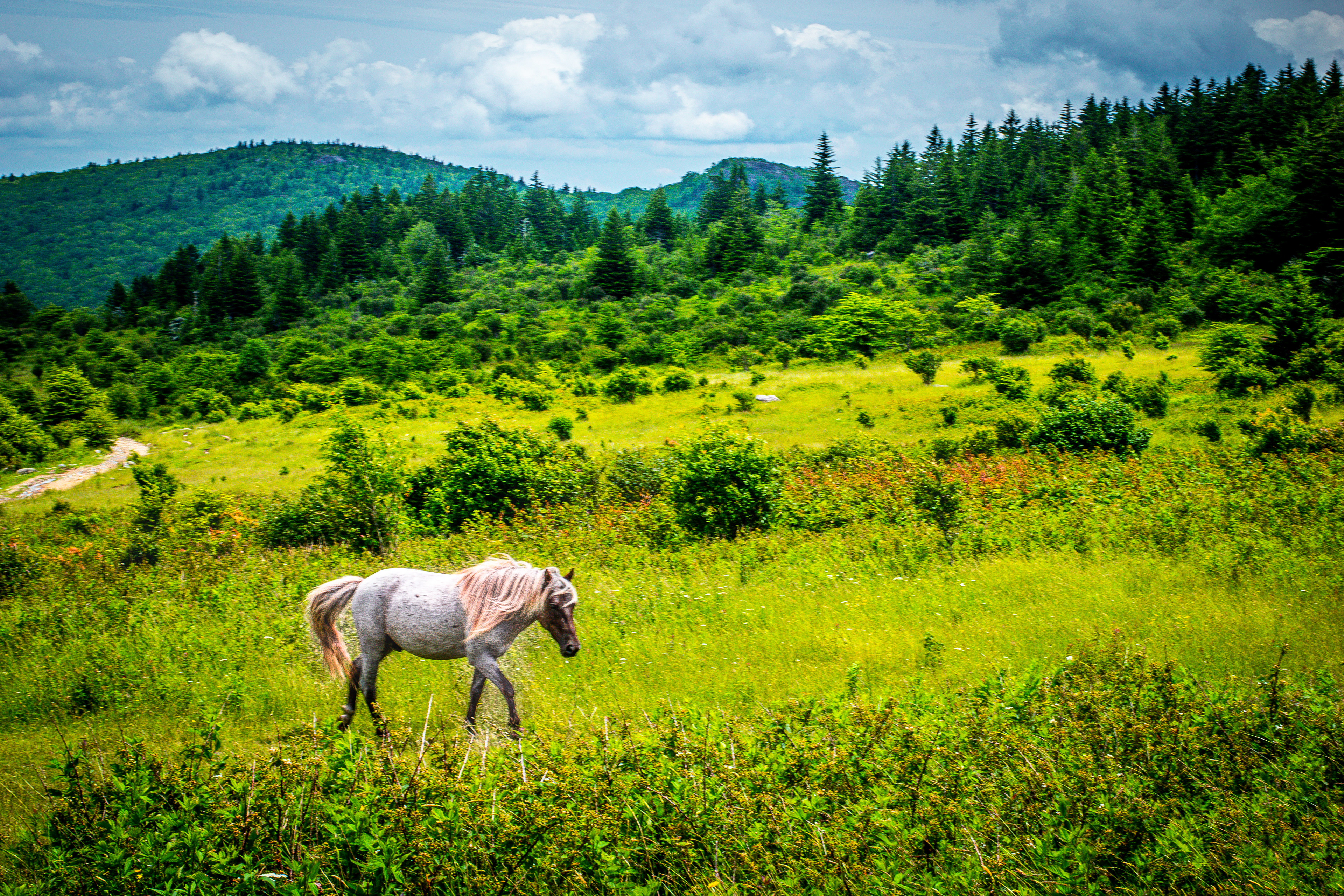 100+ wild ponies roam Grayson Highland State Park