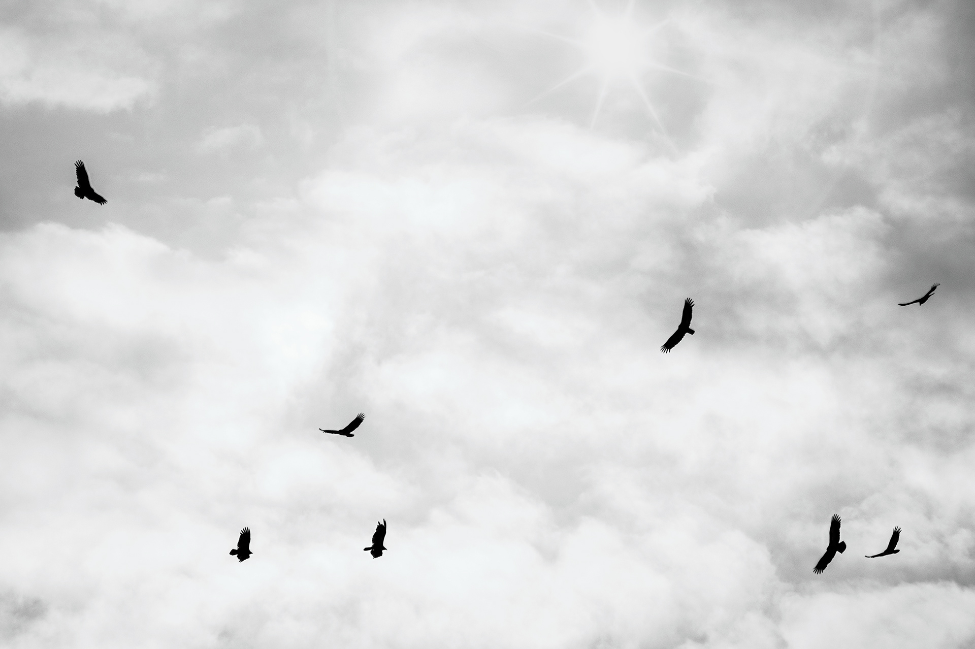 Turkey Vultures Birds B&W
