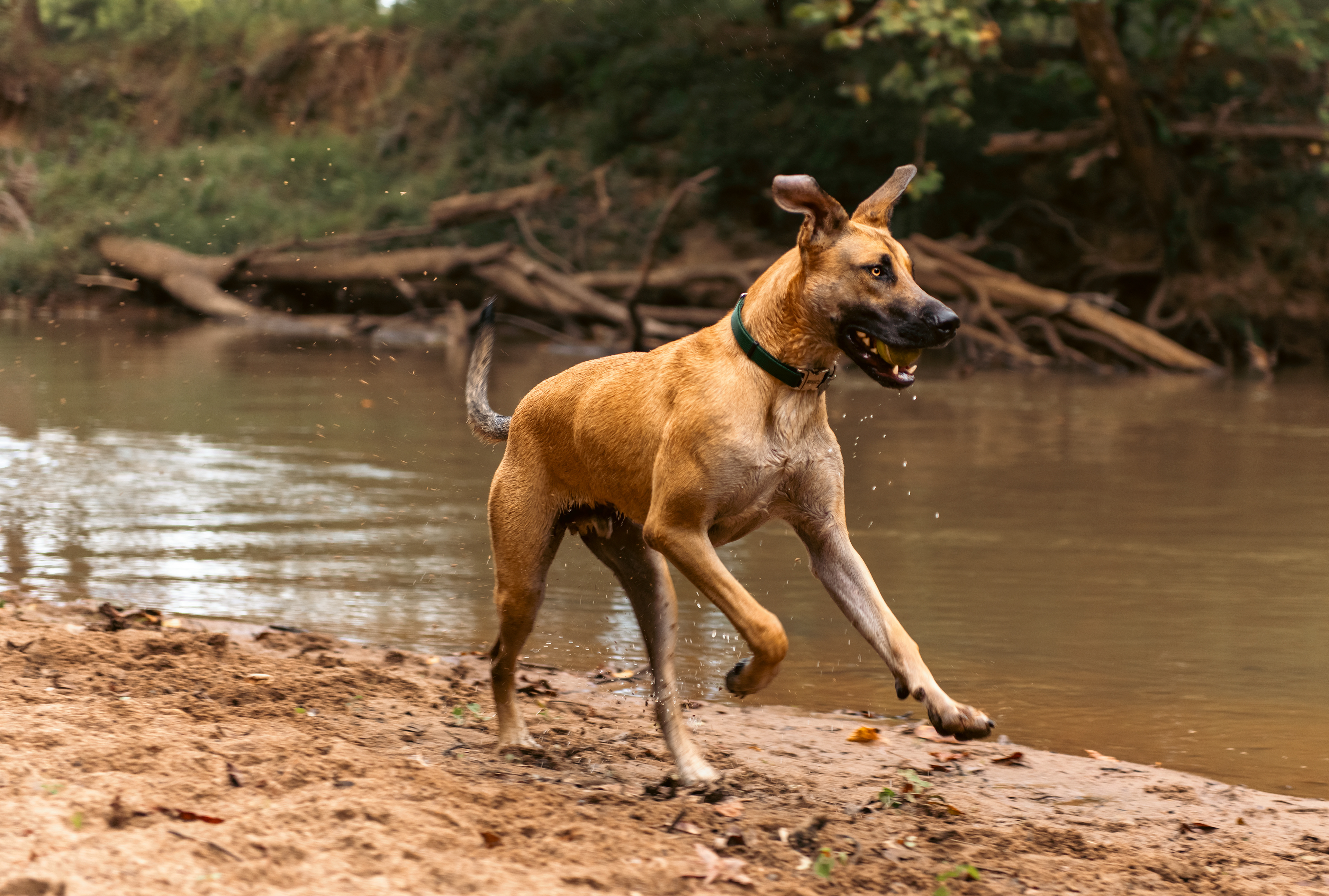 Dog, River, Great Dane, German Shepard
