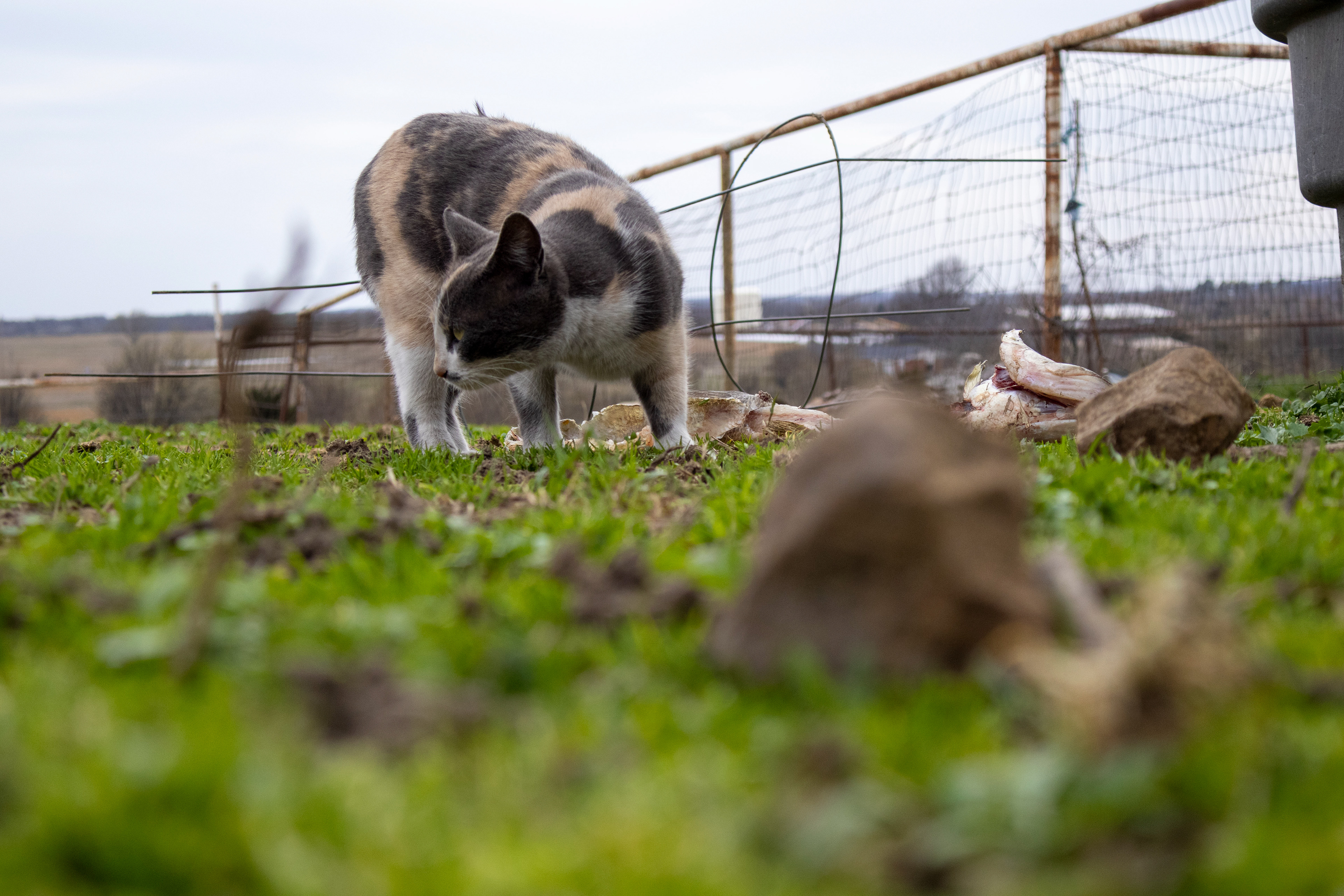 A cat guards a fish carcass in an Oklahoman pasture. Lauren Sicking