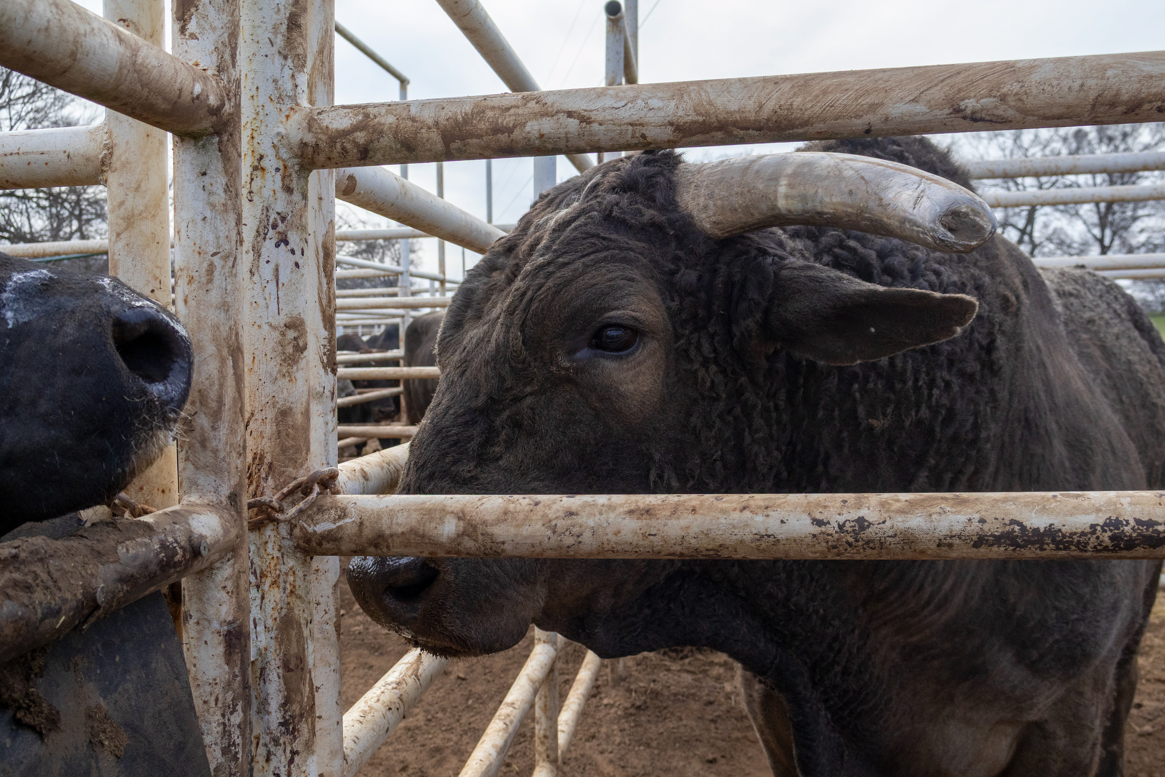 A bull looks on as it waits in a holding pen at 4B Brantley Ranch. Lauren Sicking