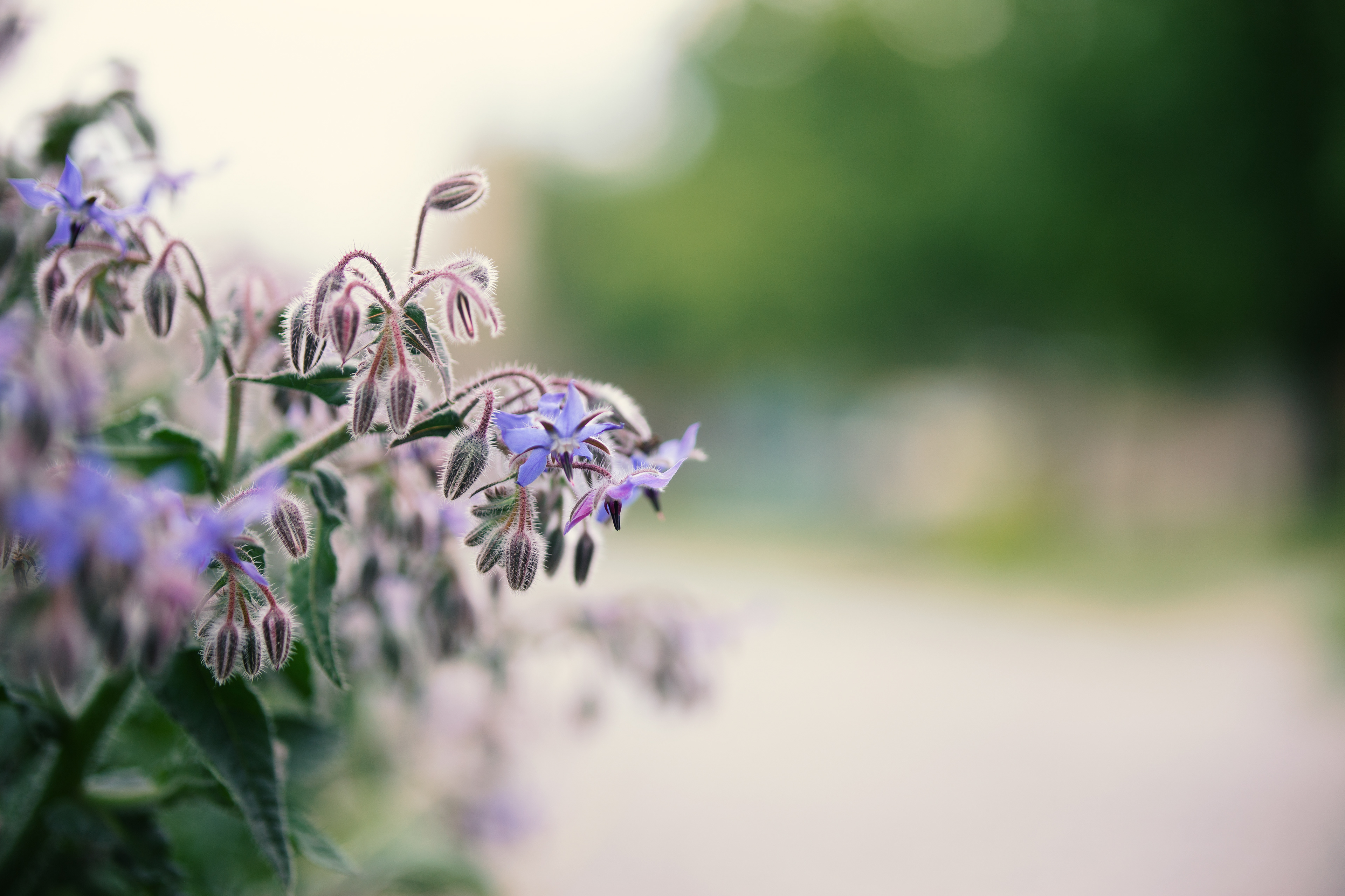 Blume und Biene