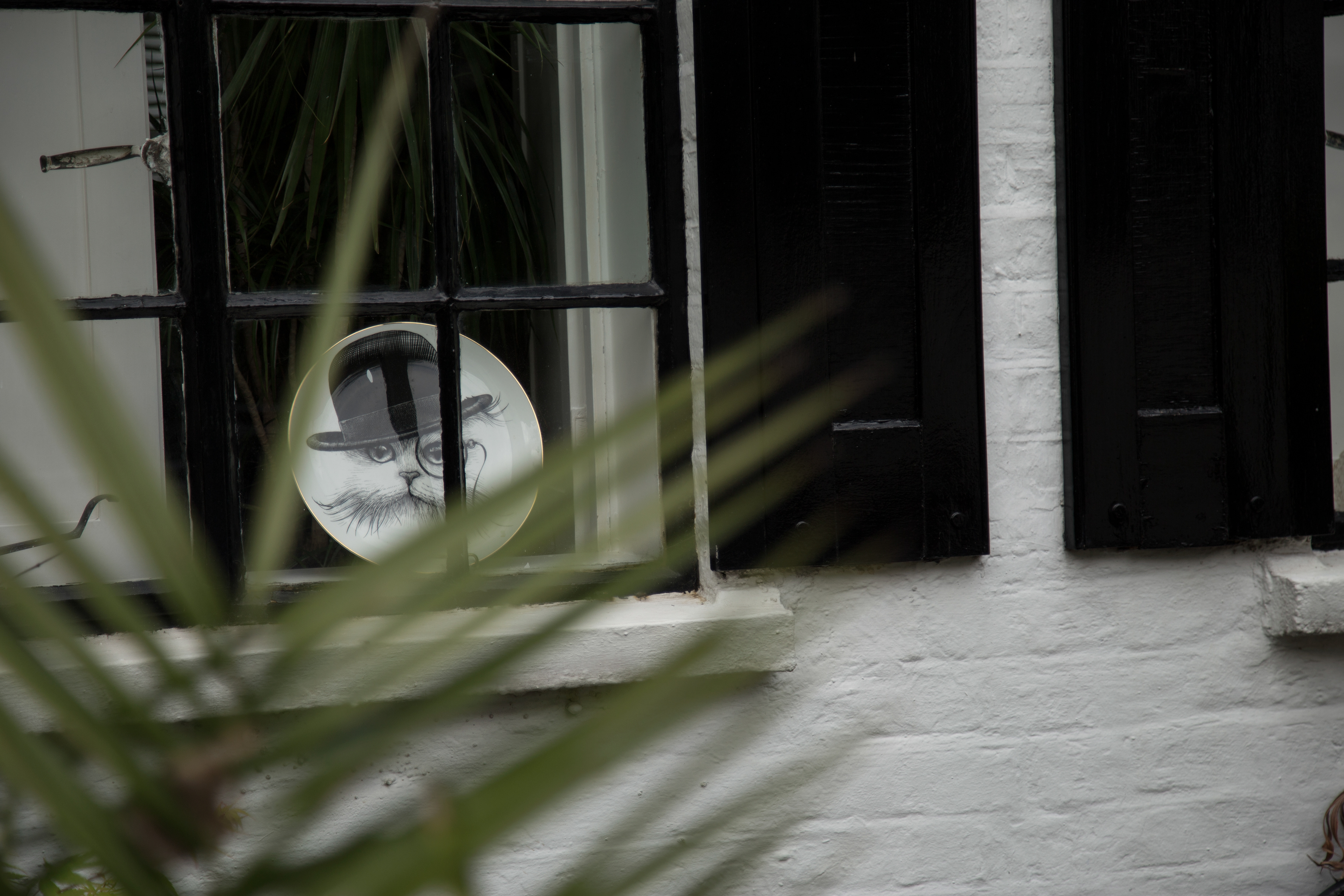 Katzenteller in Londoner Fenster