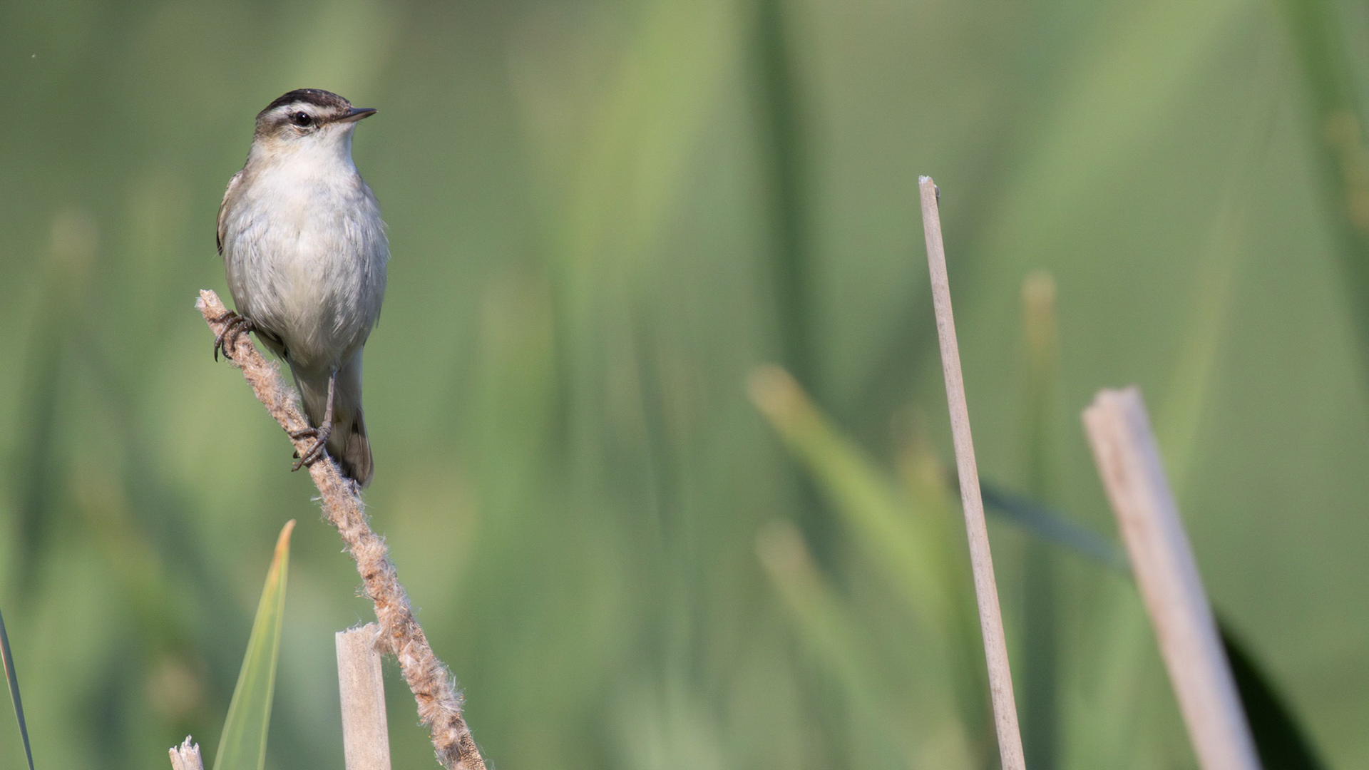 Ruokokerttunen, Sedge Warbler, Acrocephalus schoenobaenus
