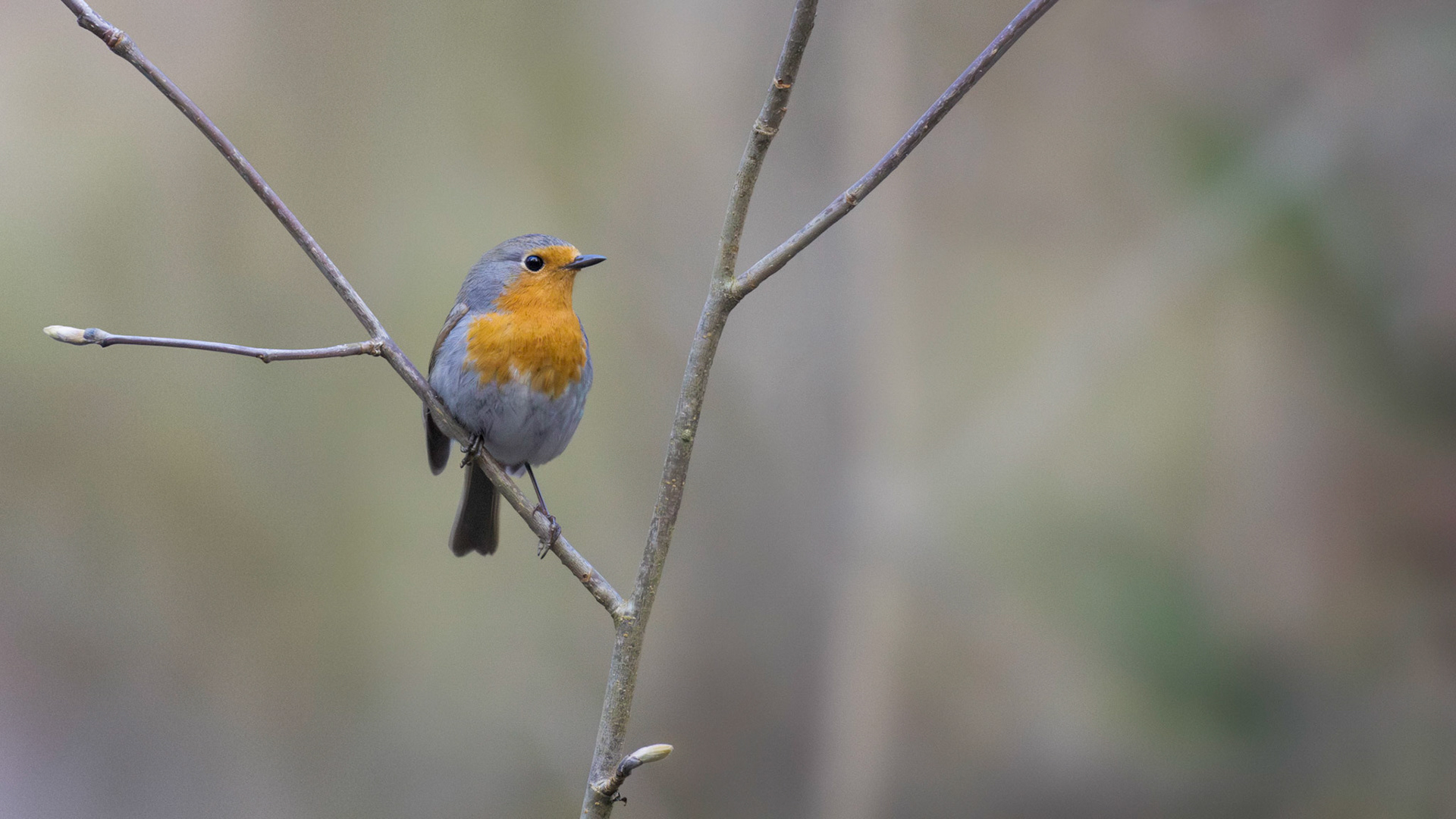 Punarinta, European Robin, Erithacus rubecula