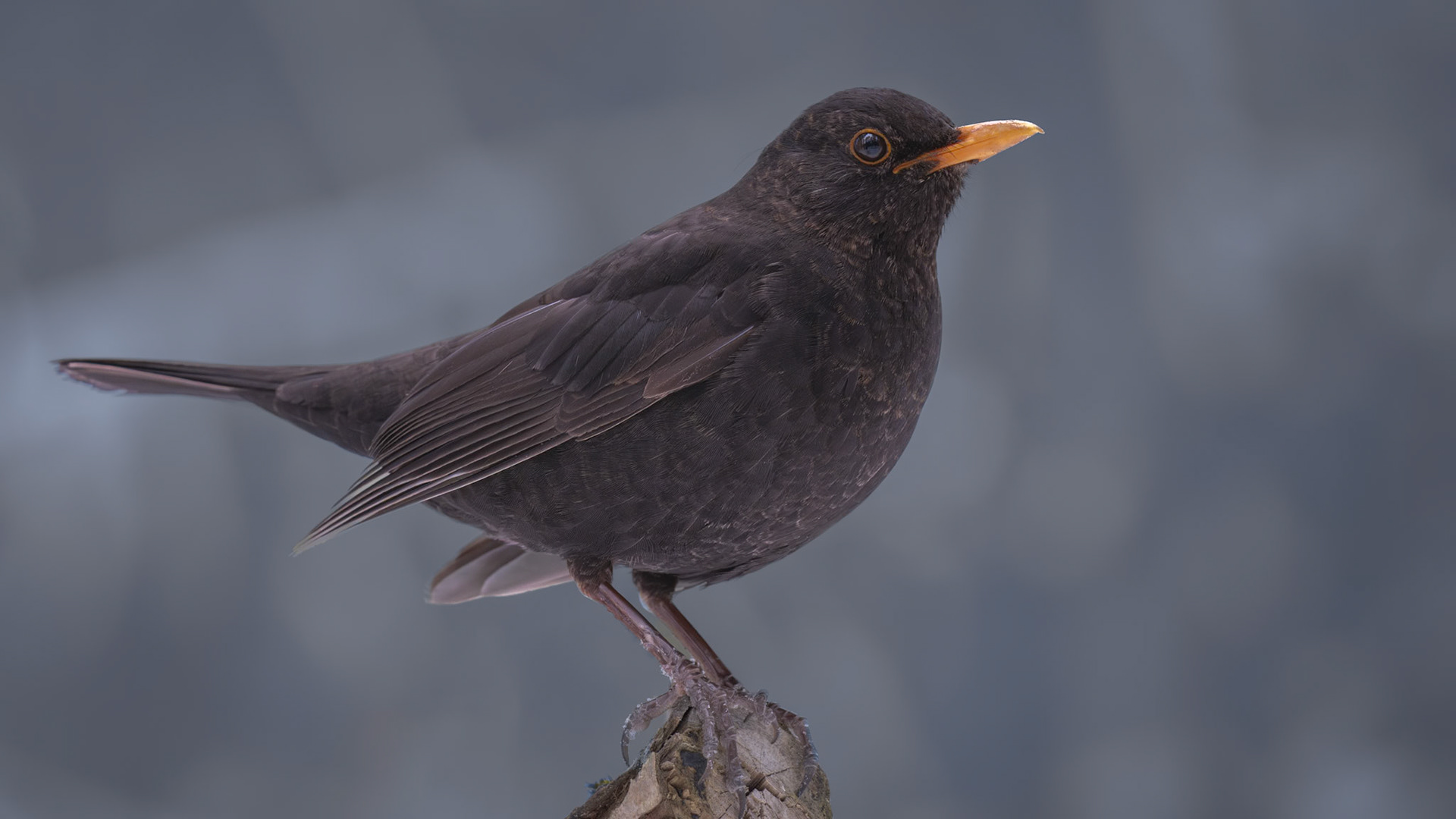 Mustarastas, Blackbird, Turdus merula