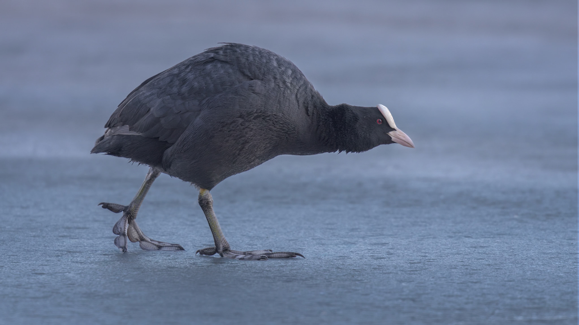 Nokikana, Coot, Fulica atra