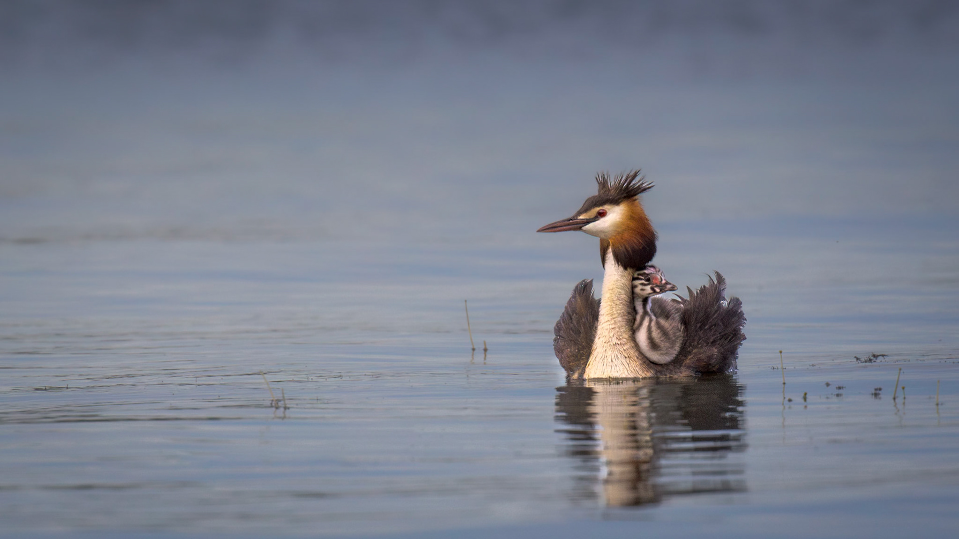 Silkkiuikku, Great Crested Grebe, Podiceps cristatus