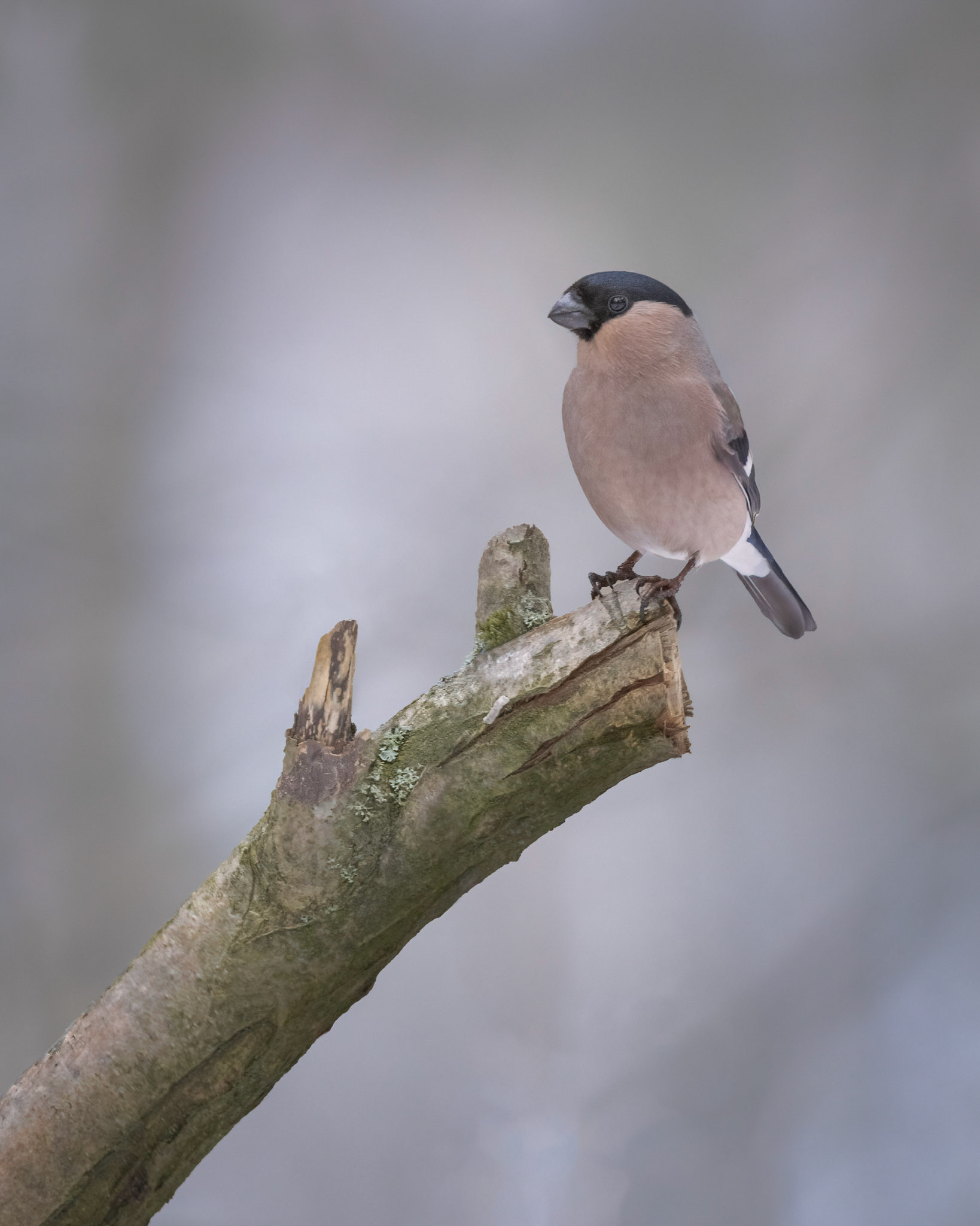 Punatulkku, Bullfinch, Pyrrhula pyrrhula