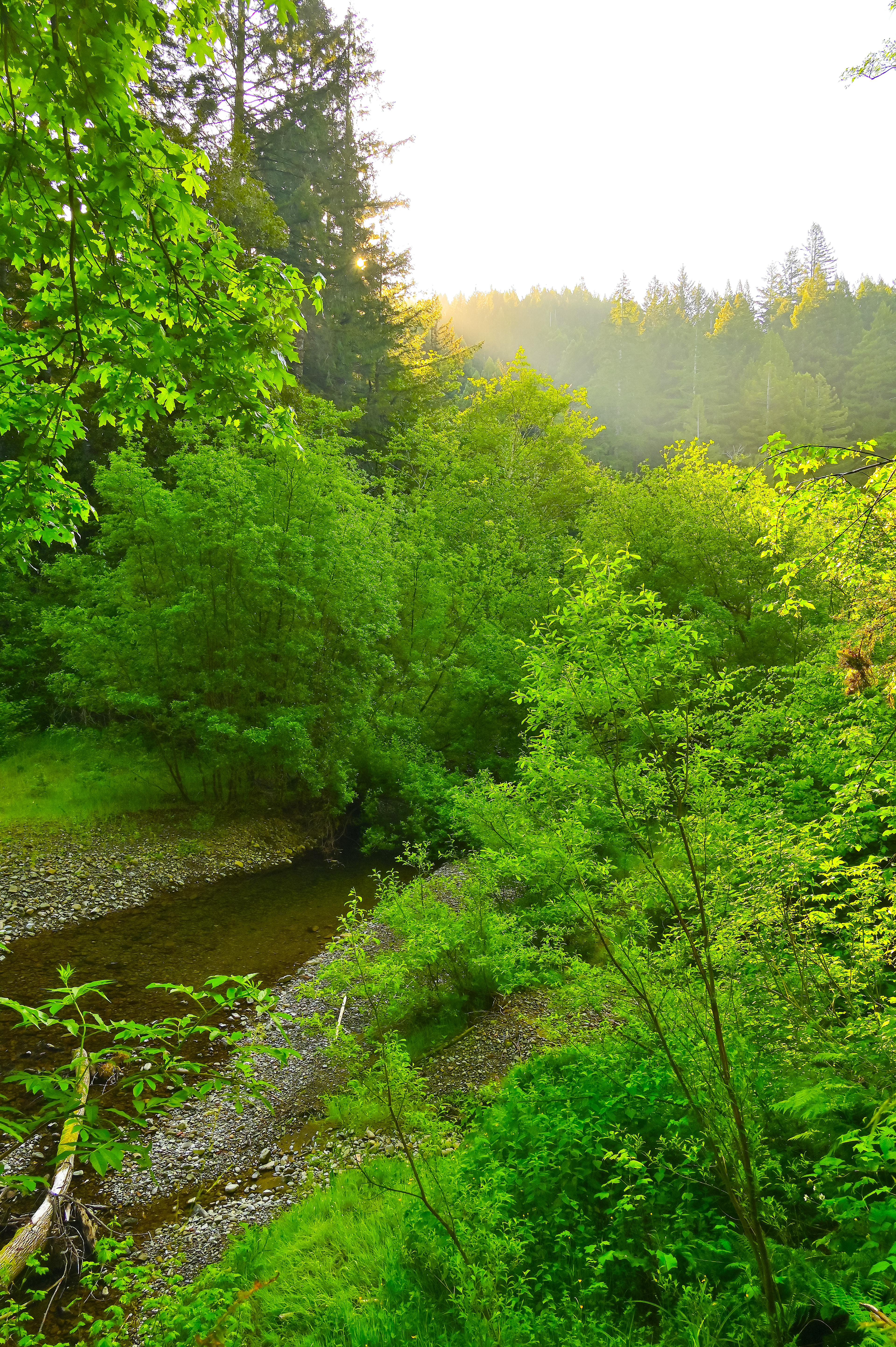Morning in Del Norte Redwoods NP, California