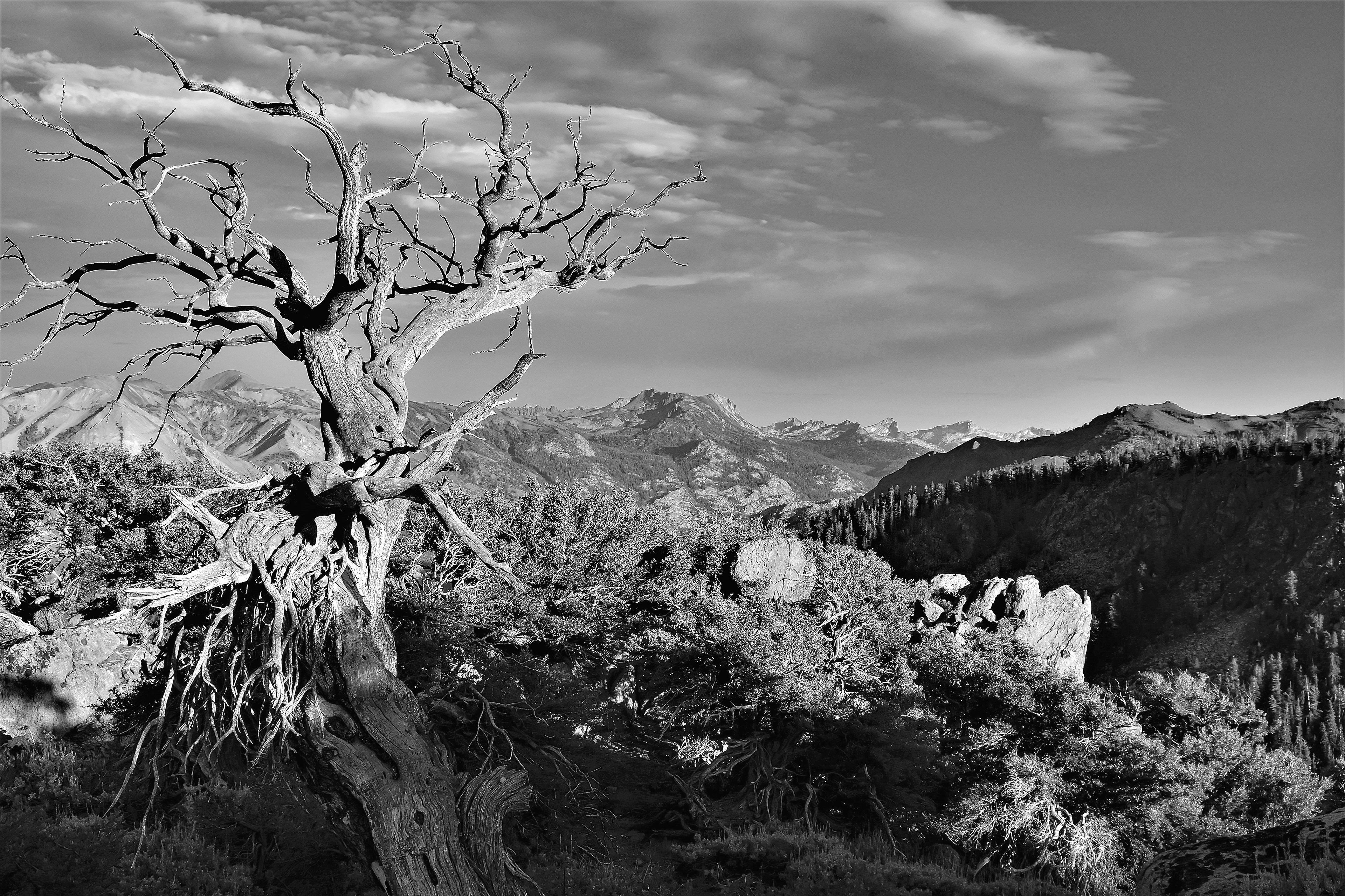 In the High Country, Sonora Pass, California