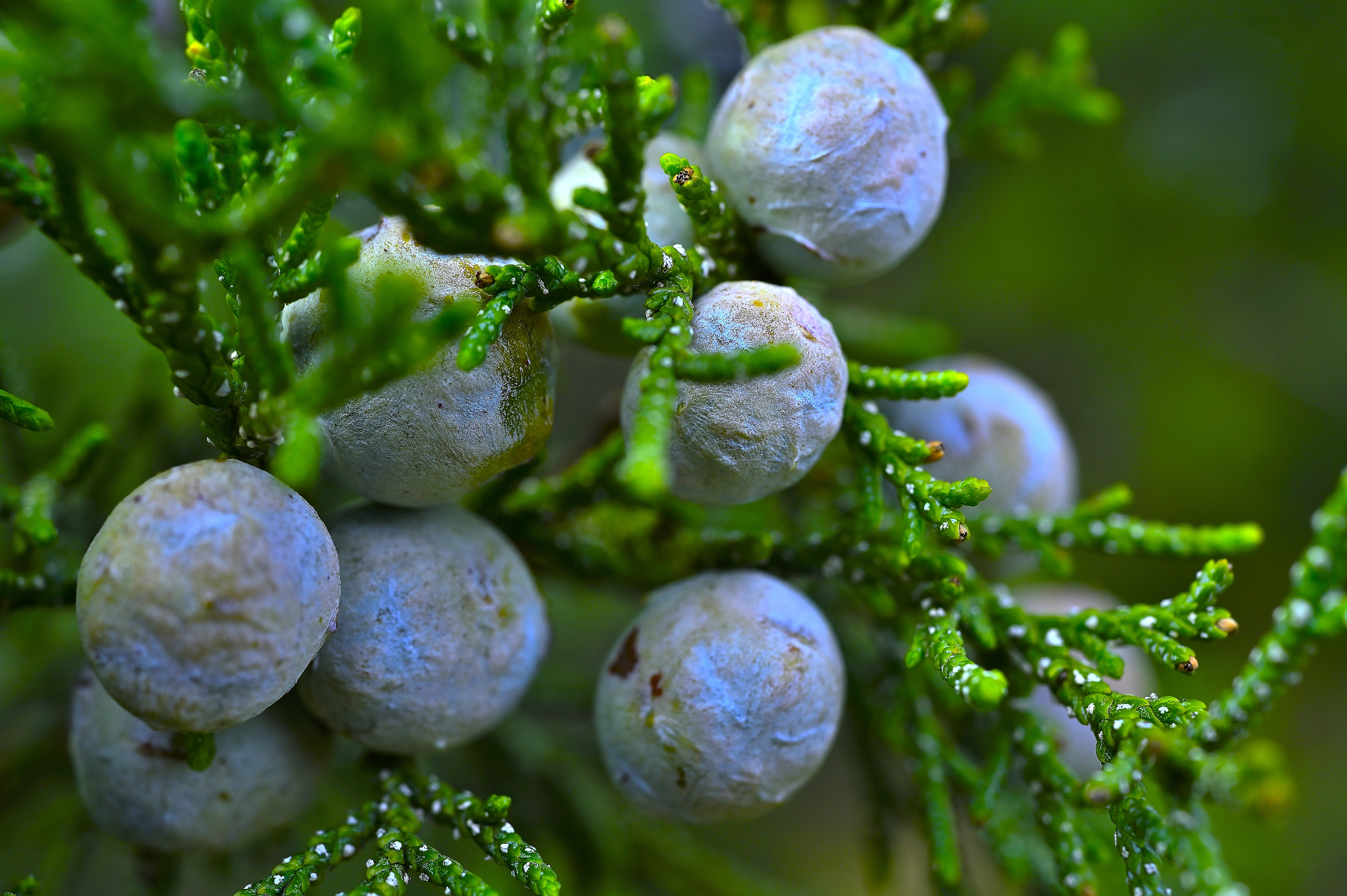 Juniper Berries