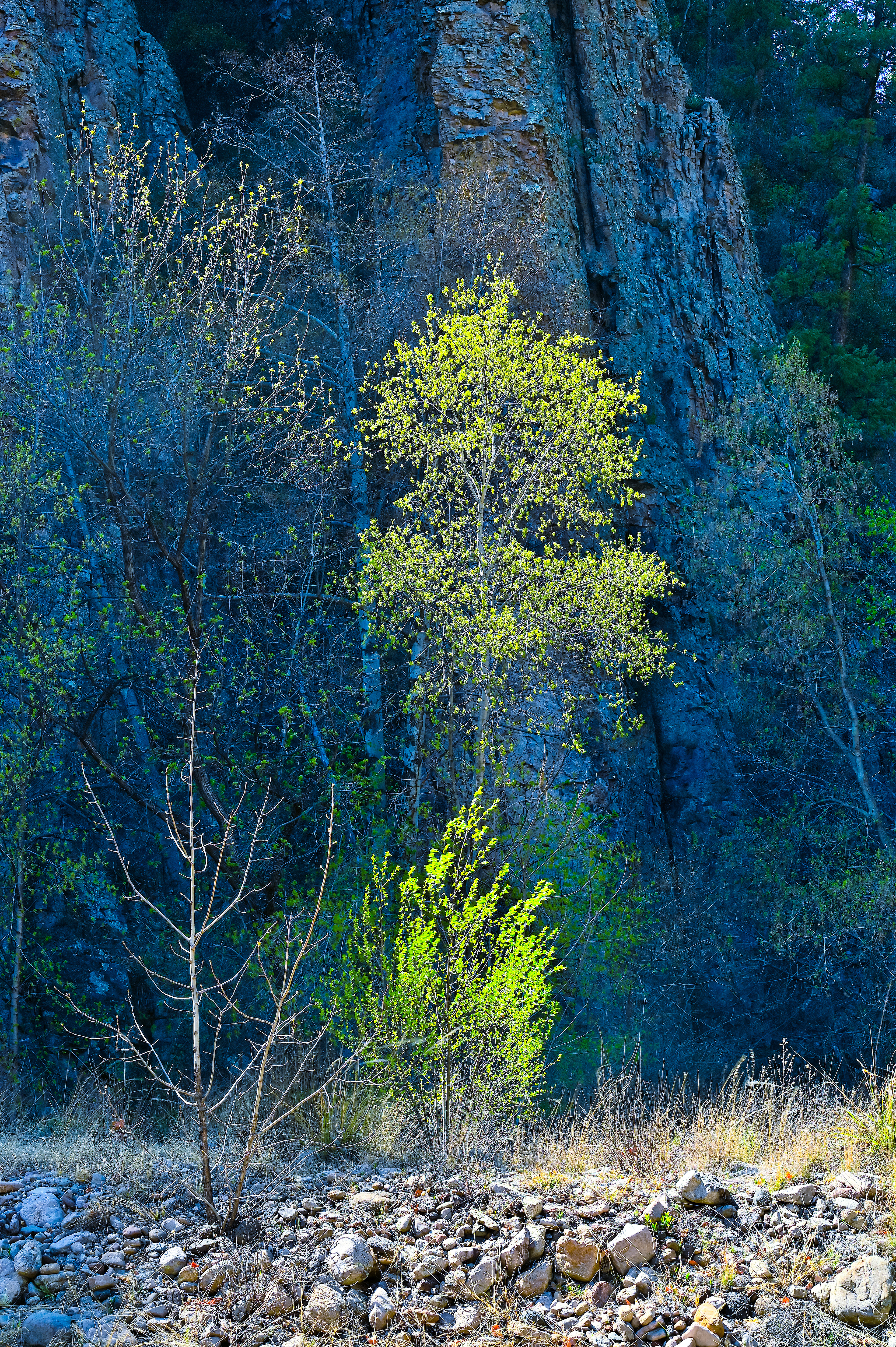 Leaf Light