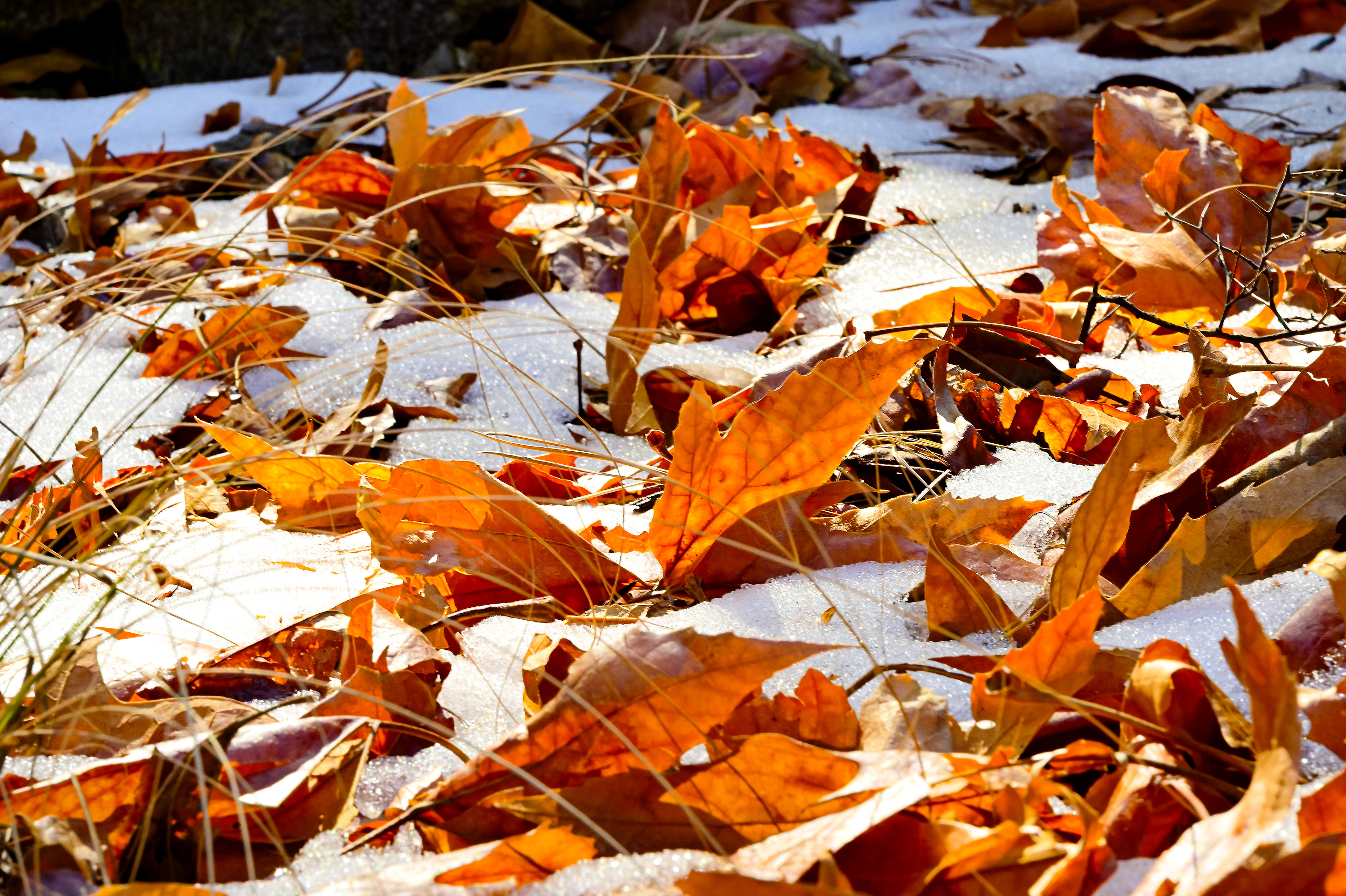 Sycamore Leaves in Snow