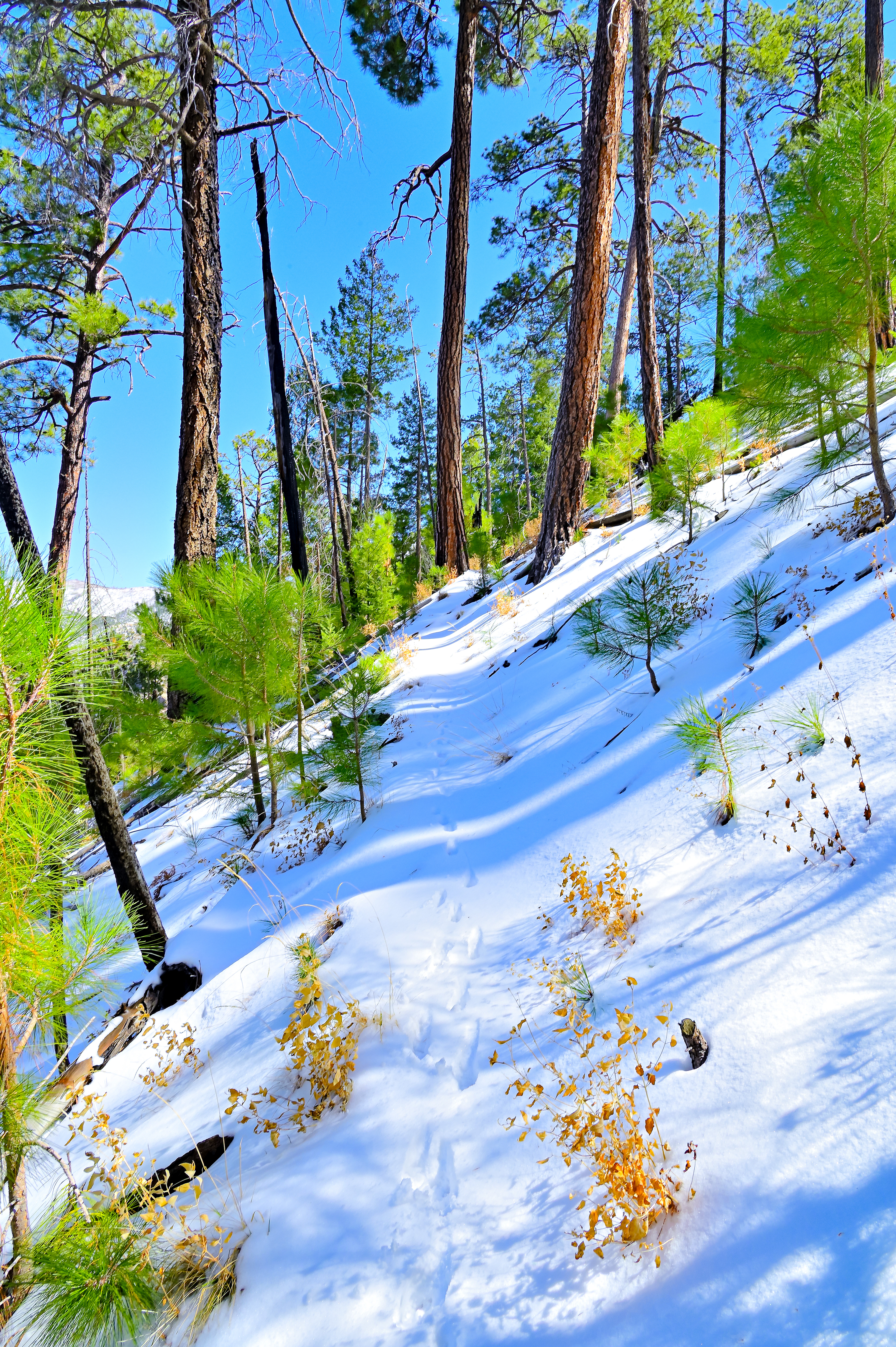 Pole Bridge Trail