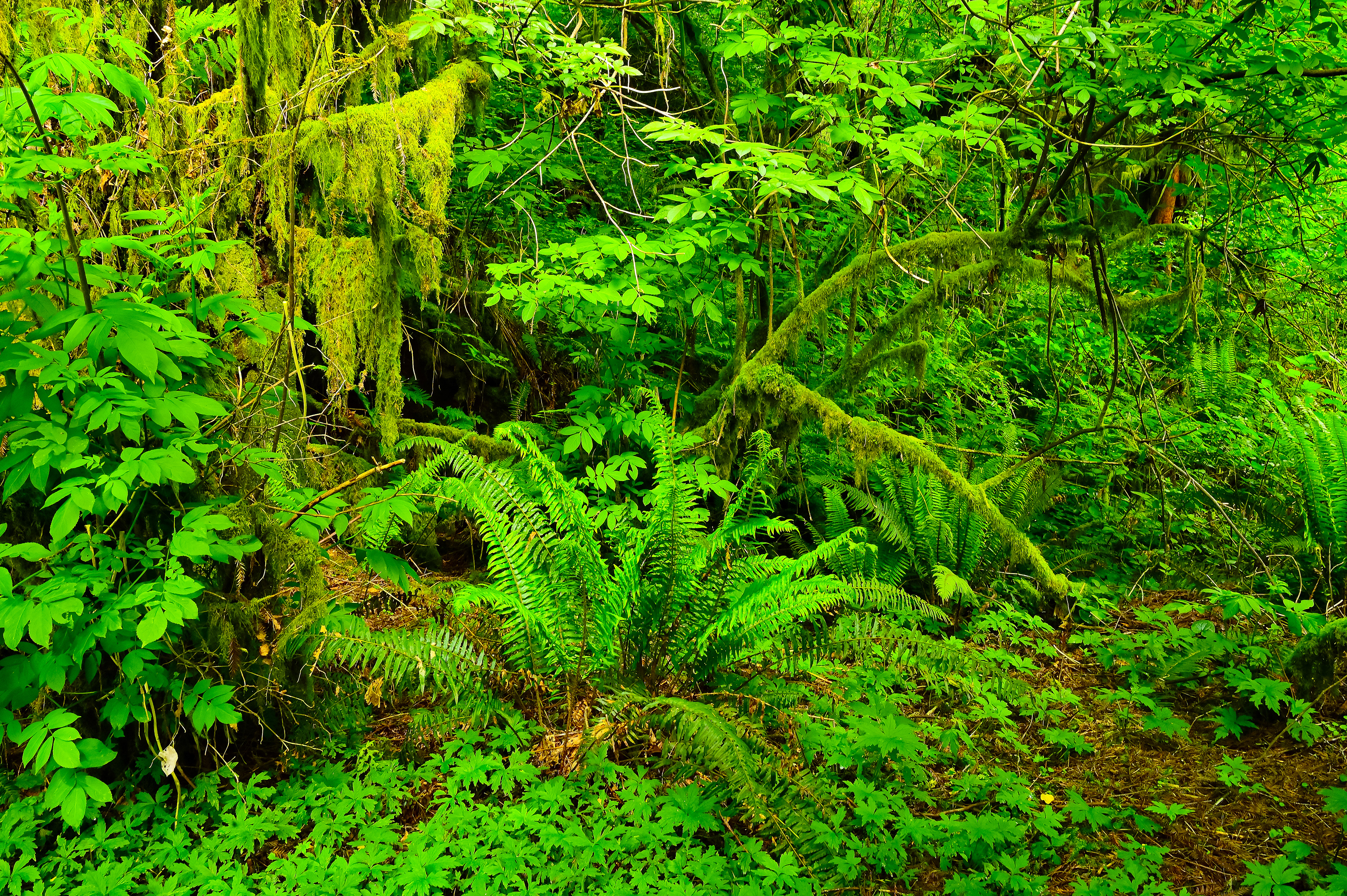 Green World, Del Norte Redwoods NP, California