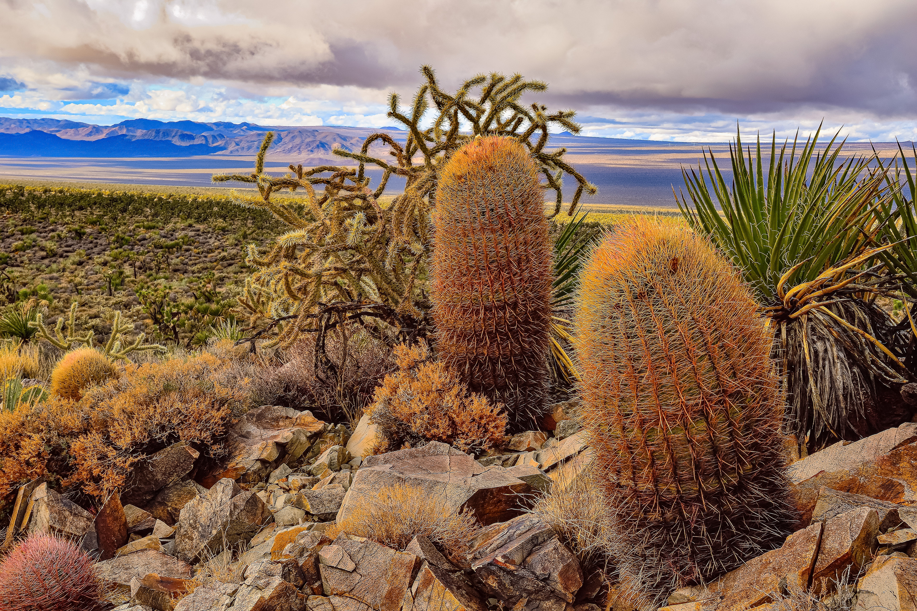 Cactus Garden, Mojave Desert, California
